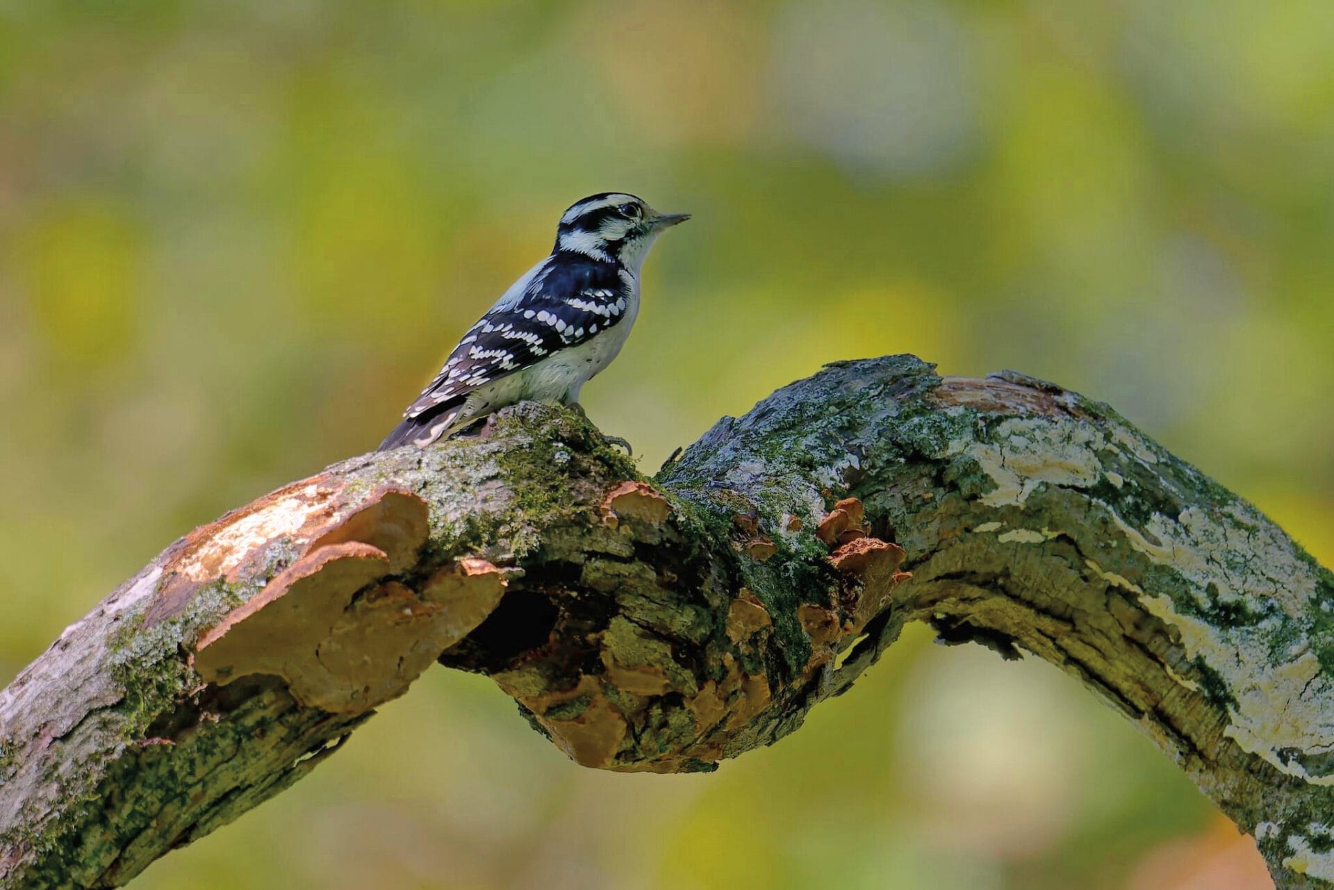 a black and white bird on a curvy branch