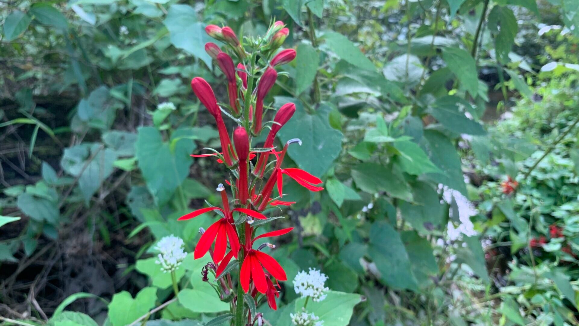 Red flower surrounded by green leaves