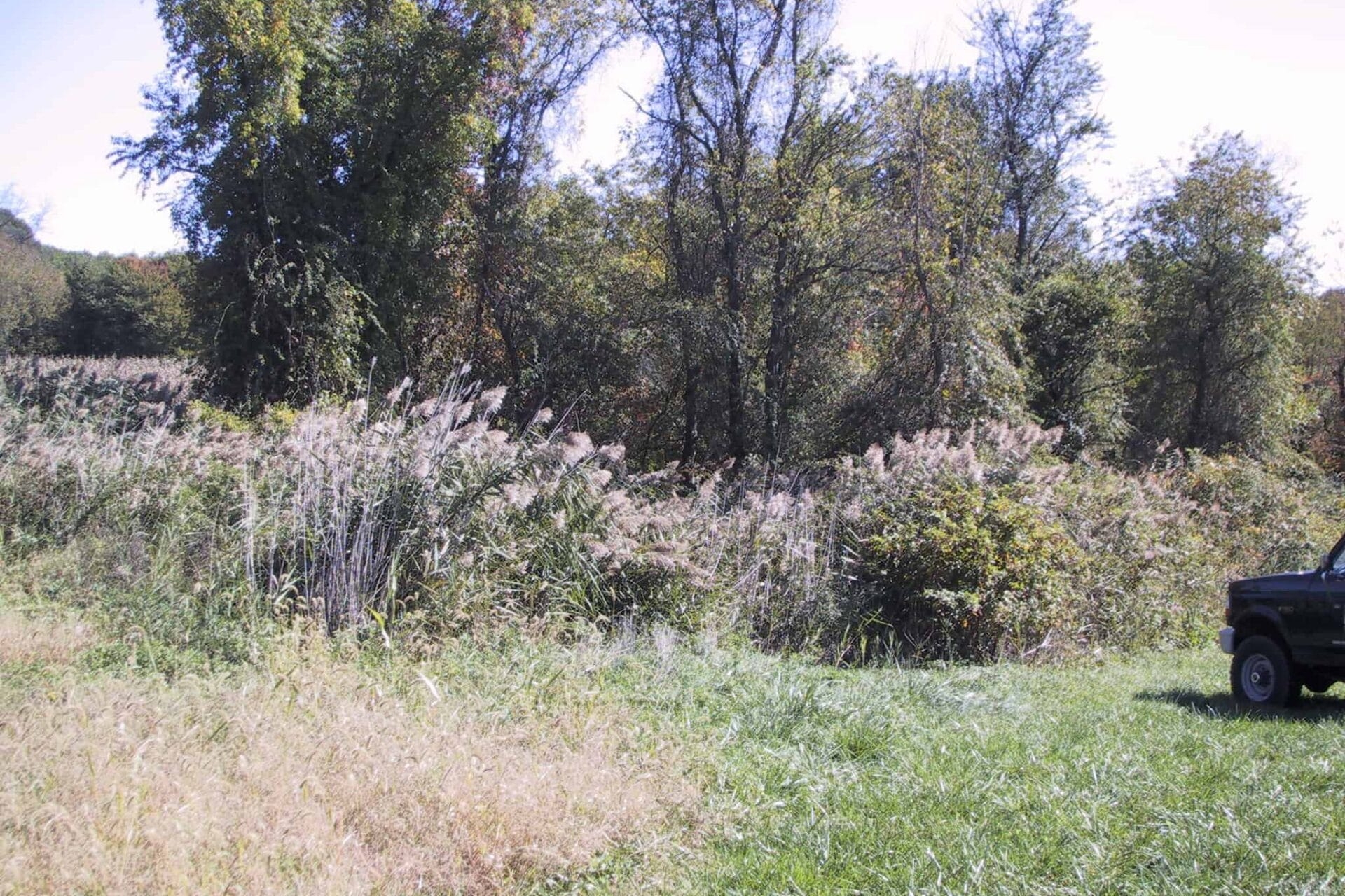 invasive reed grass growing in front of trees