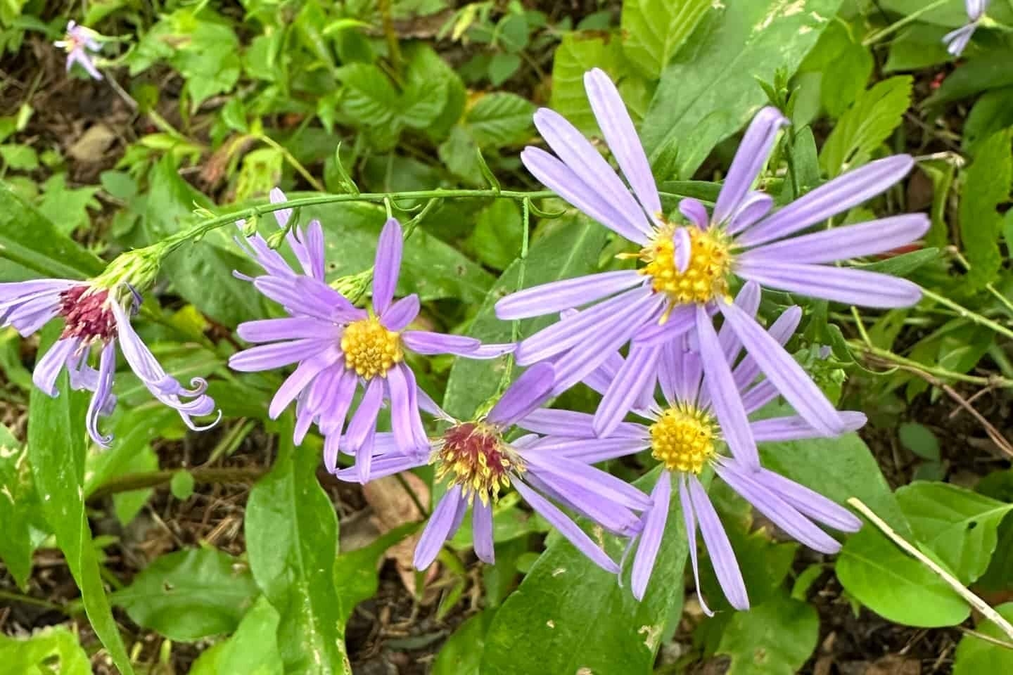 purple flowers with yellow center and green leafy background