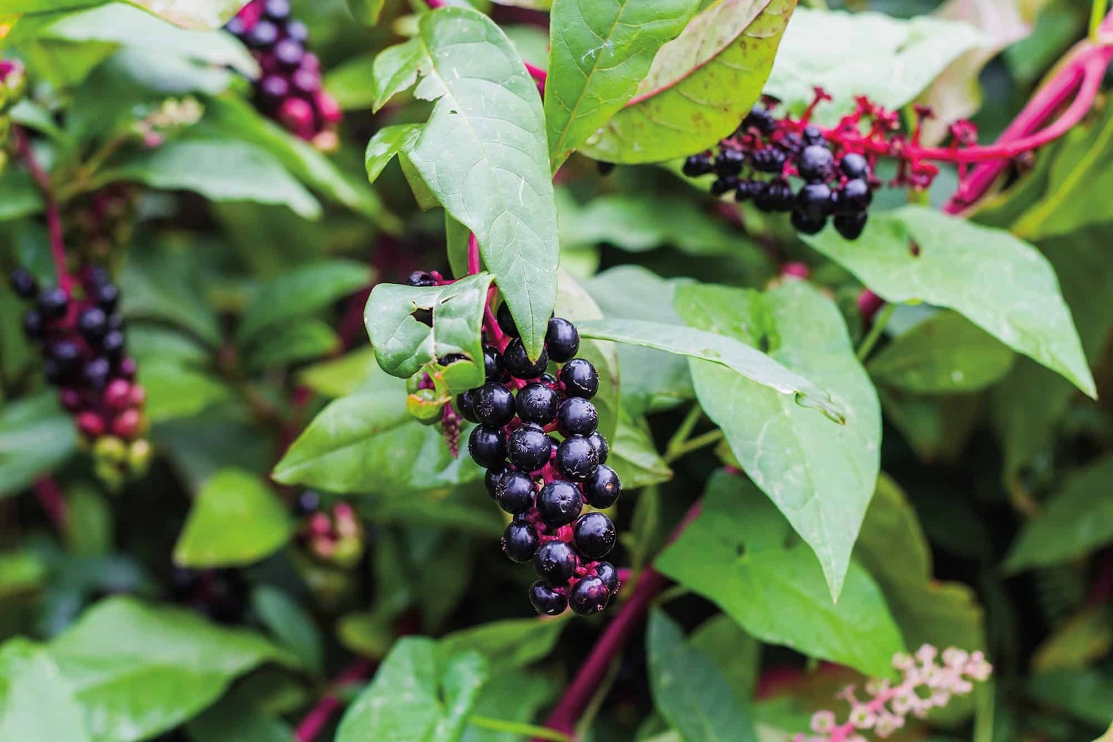 the large green leaves, bright pink stems, and deep purple berries of a pokeweed plant.