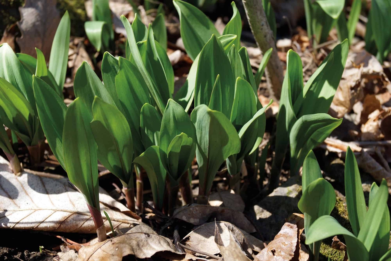 long slender green leaves of ramp plants poking out a of a bed of dead leaves.
