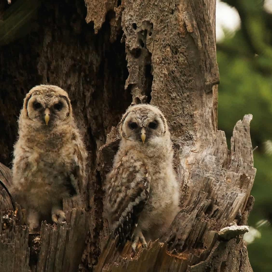 two young fuzzy-looking owls sit in front of a hole in a hollowed out tree, both looking at the camera
