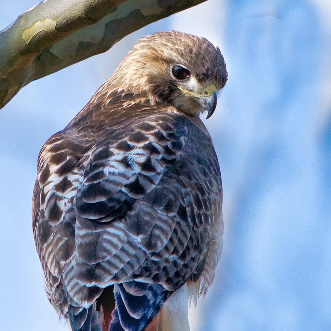 a brown colored bird of prey looking over their shoulder towards the camera with a blue background