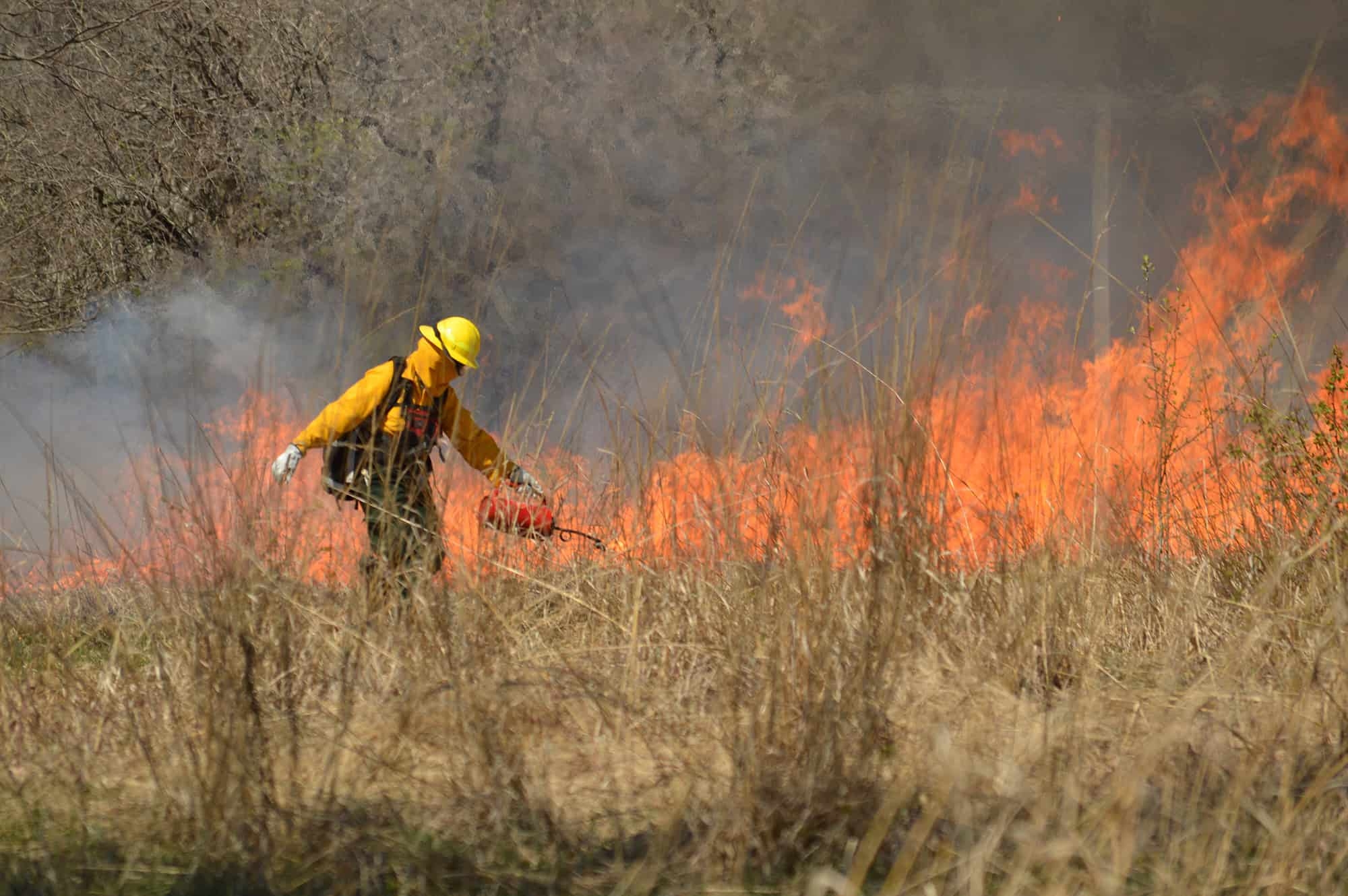 a person in protective fire clothing using a drip torch to light a flame for a prescribed burn in a grassland