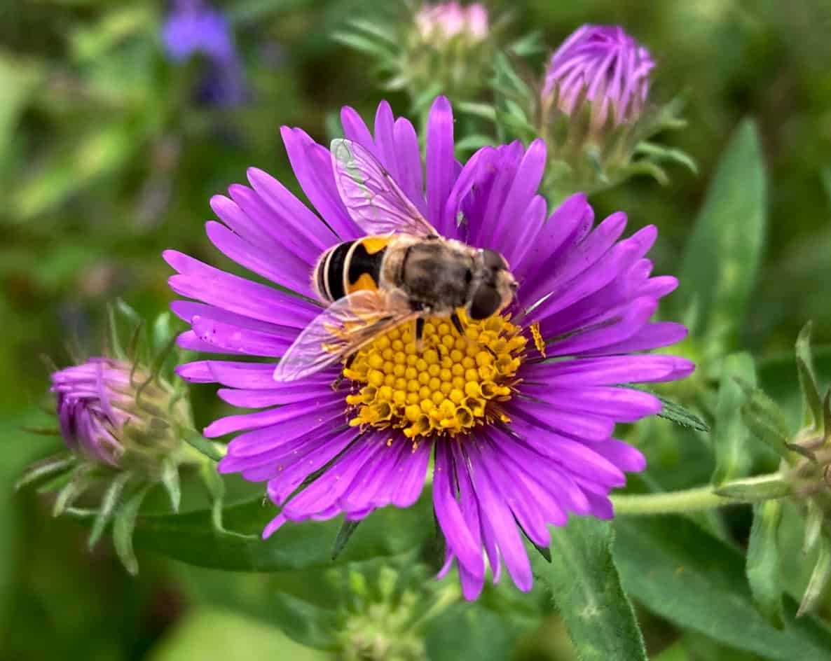 bee-impersonating fly sitting in the middle of the bright purple petals of an aster plant