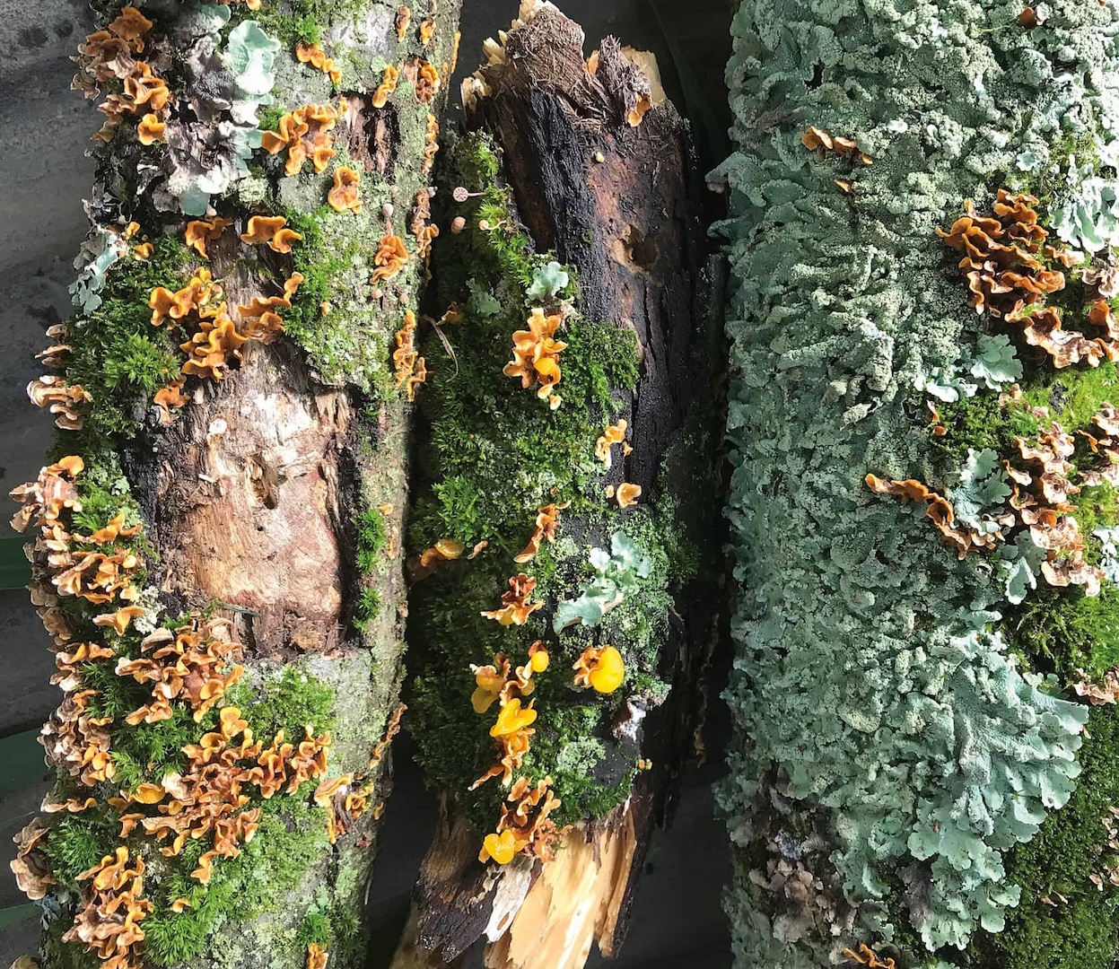 three logs covered in various species of lichen, moss, and fungi