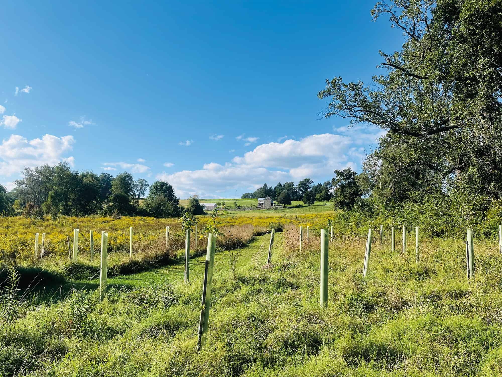 rows of tree tubes in the foreground of a green meadow