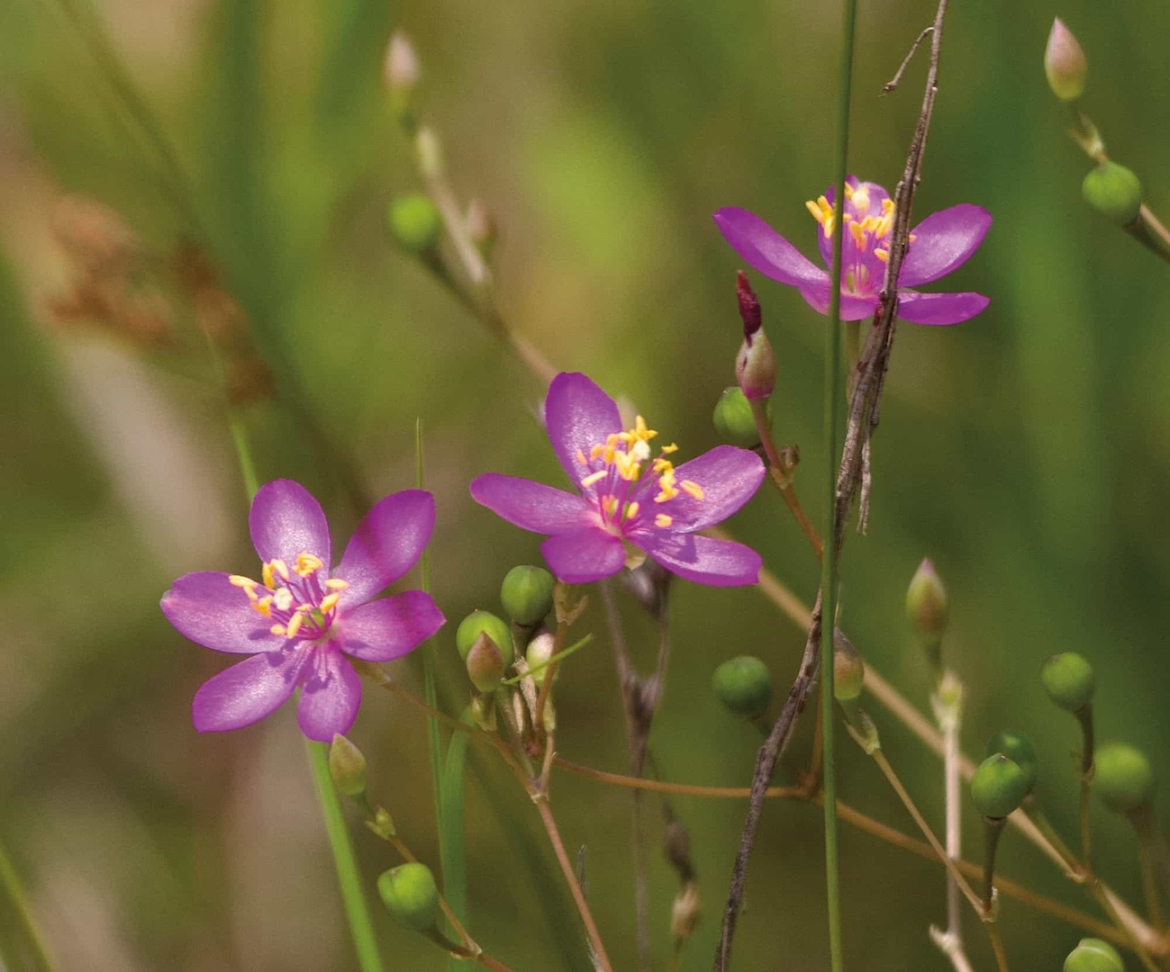 closeup of three purple flowers with a green background