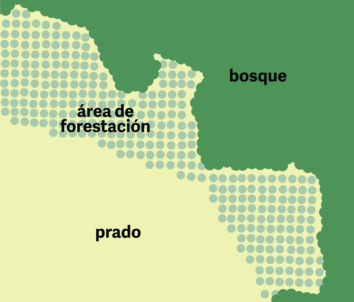 an illustrated diagram in spanish showing the border between a forest and meadow