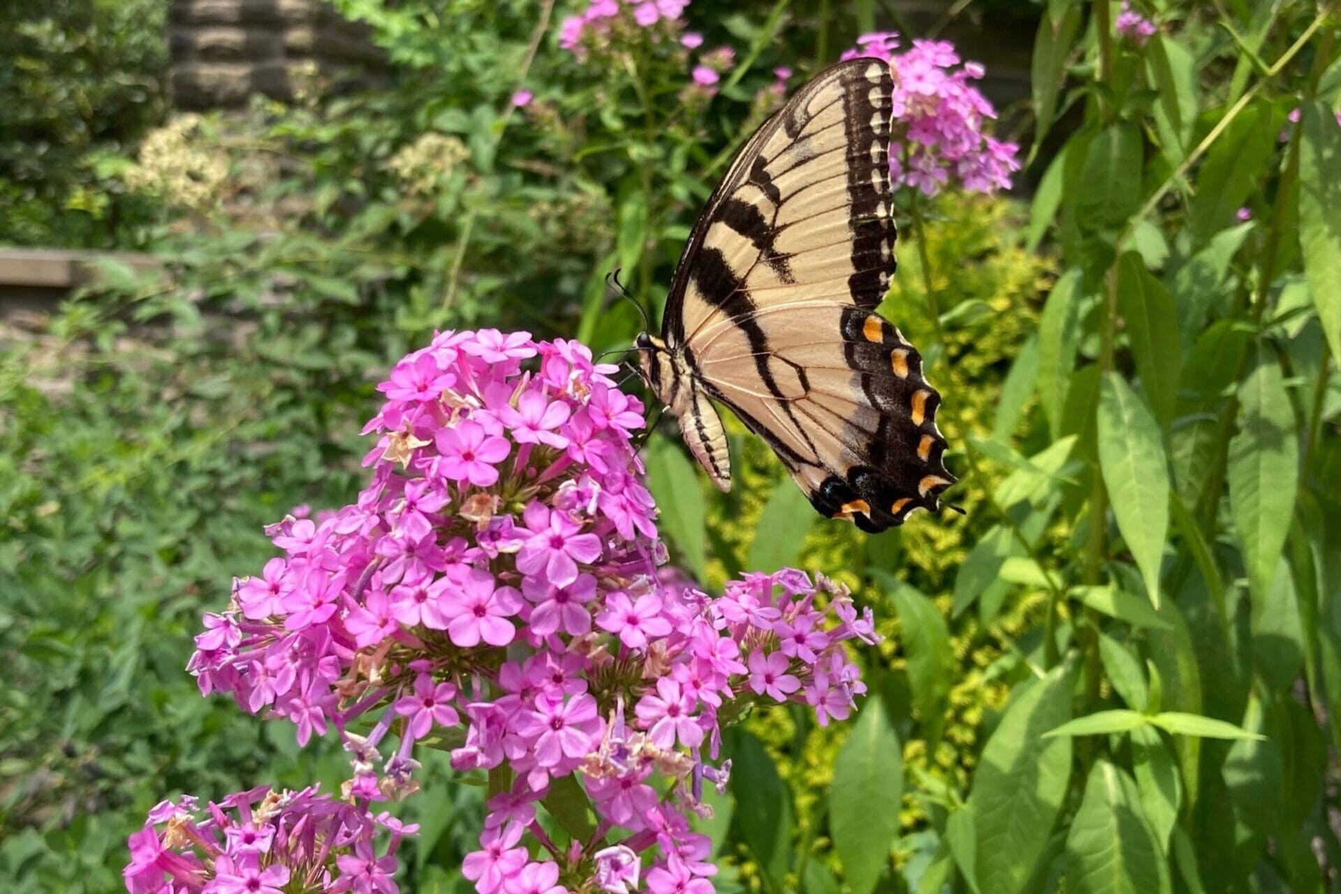 A yellow and black striped butterfly visits a cluster of small, bright pink flowers.