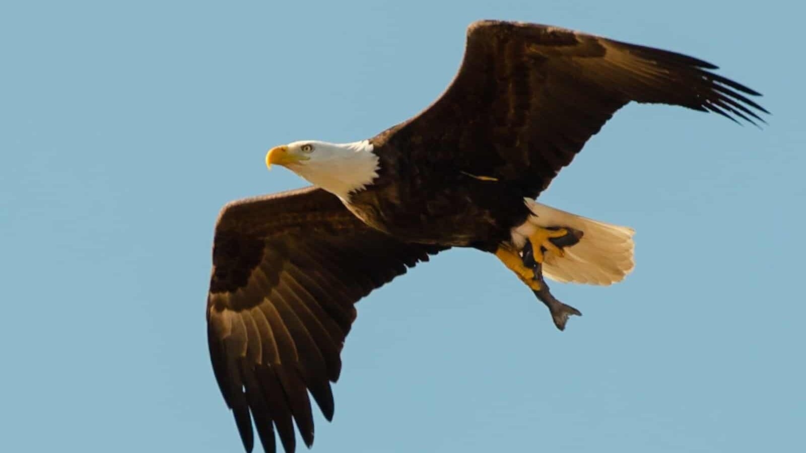 A Bald Eagle flies against a blue sky.