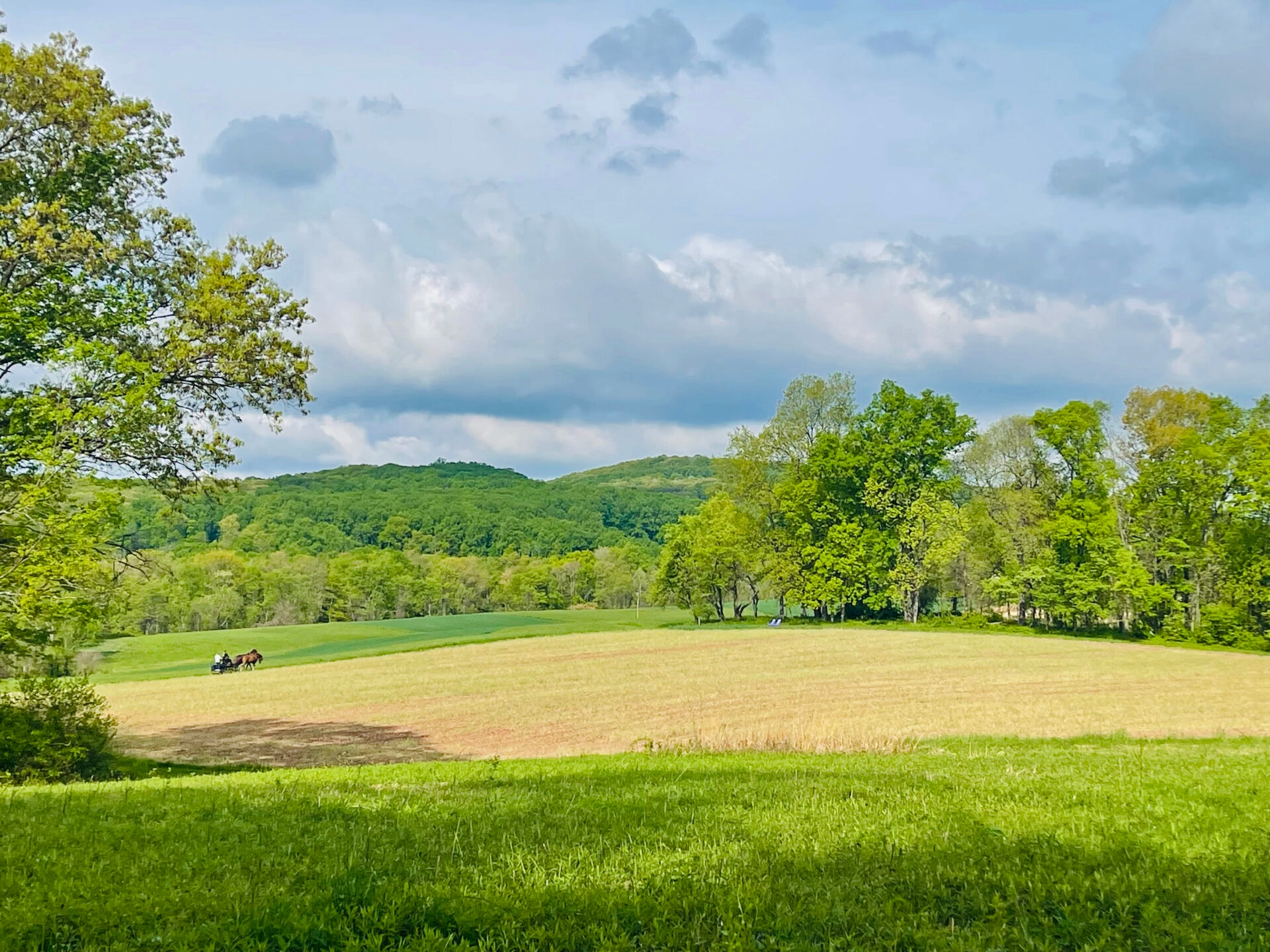 A horse-drawn plow in agricultural fields with trees in the background - A horse-drawn plow in the agricultural fields of Crow’s Nest Preserve in summer. 

