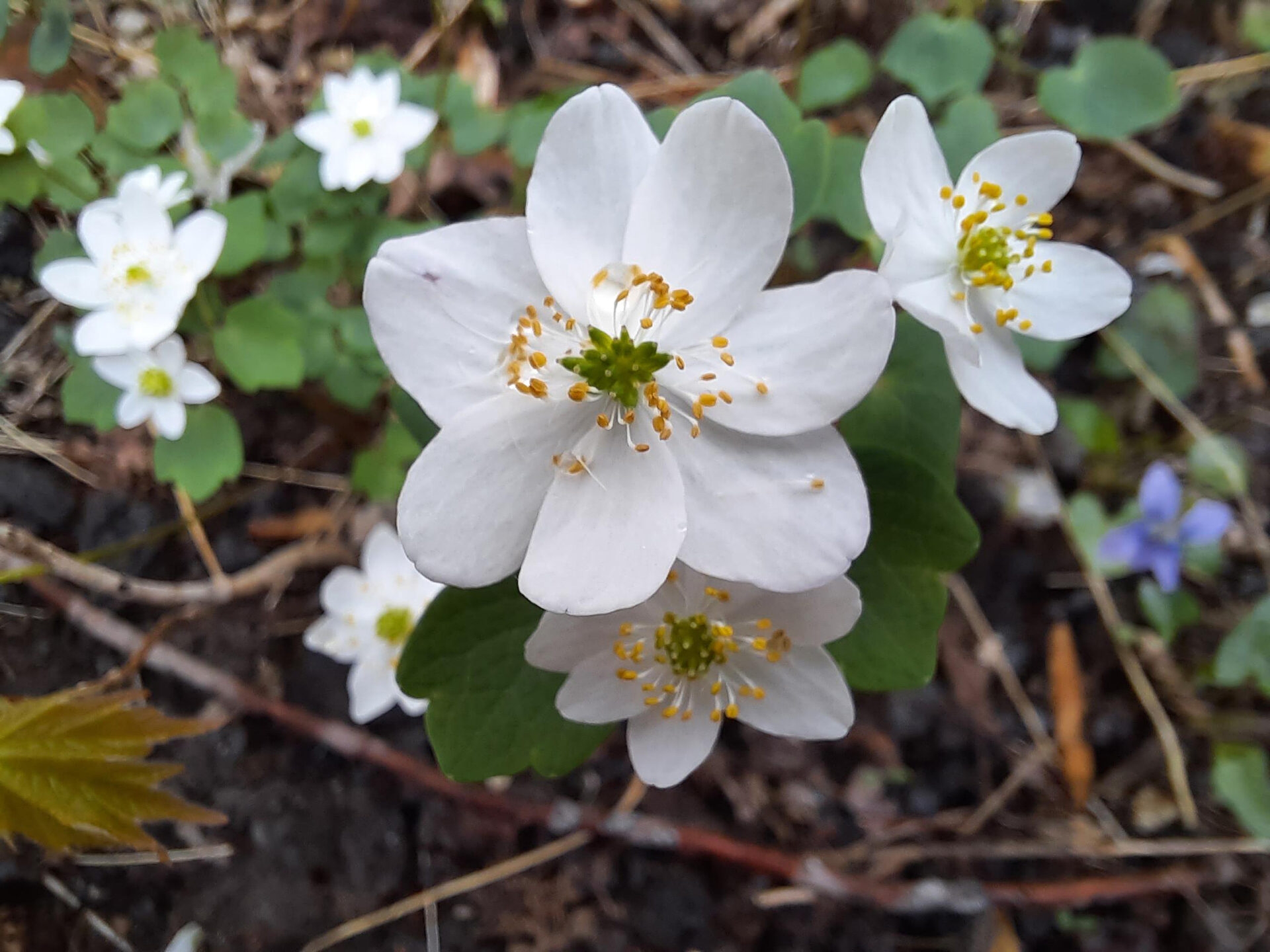 white flowers with green and yellow centers growing low to the ground - White flowers of a Hepatica, a spring ephemeral, at Crow’s Nest Preserve in spring.
