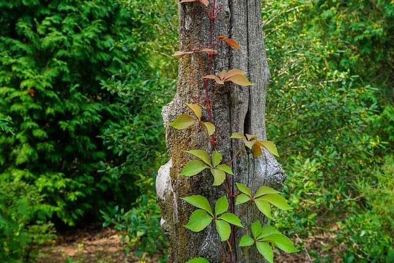 Leaves Of Three Or Leaves Of Five?