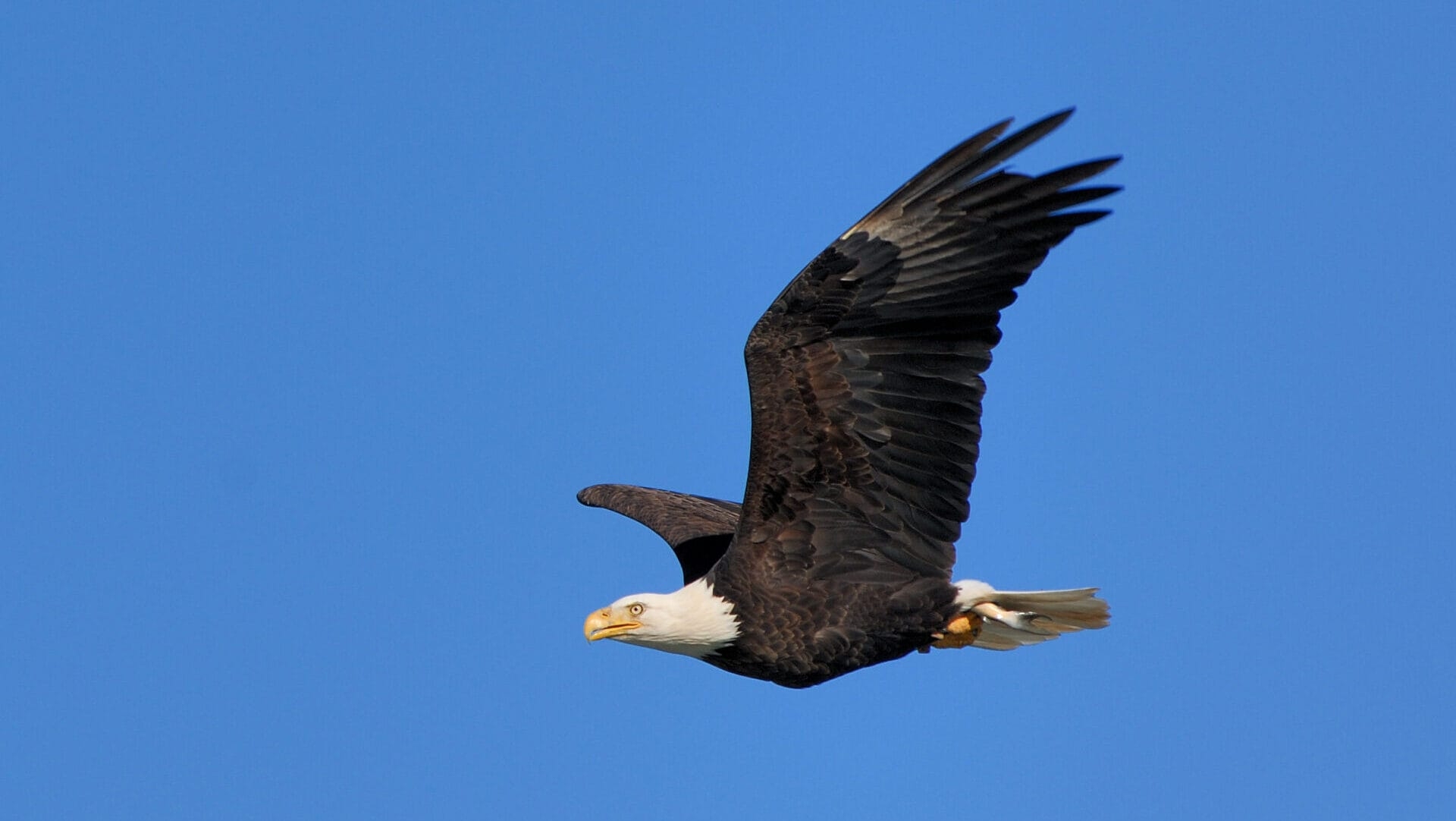 A majestic Bald Eagle, with its white head and tail, flying across a clear, blue sky