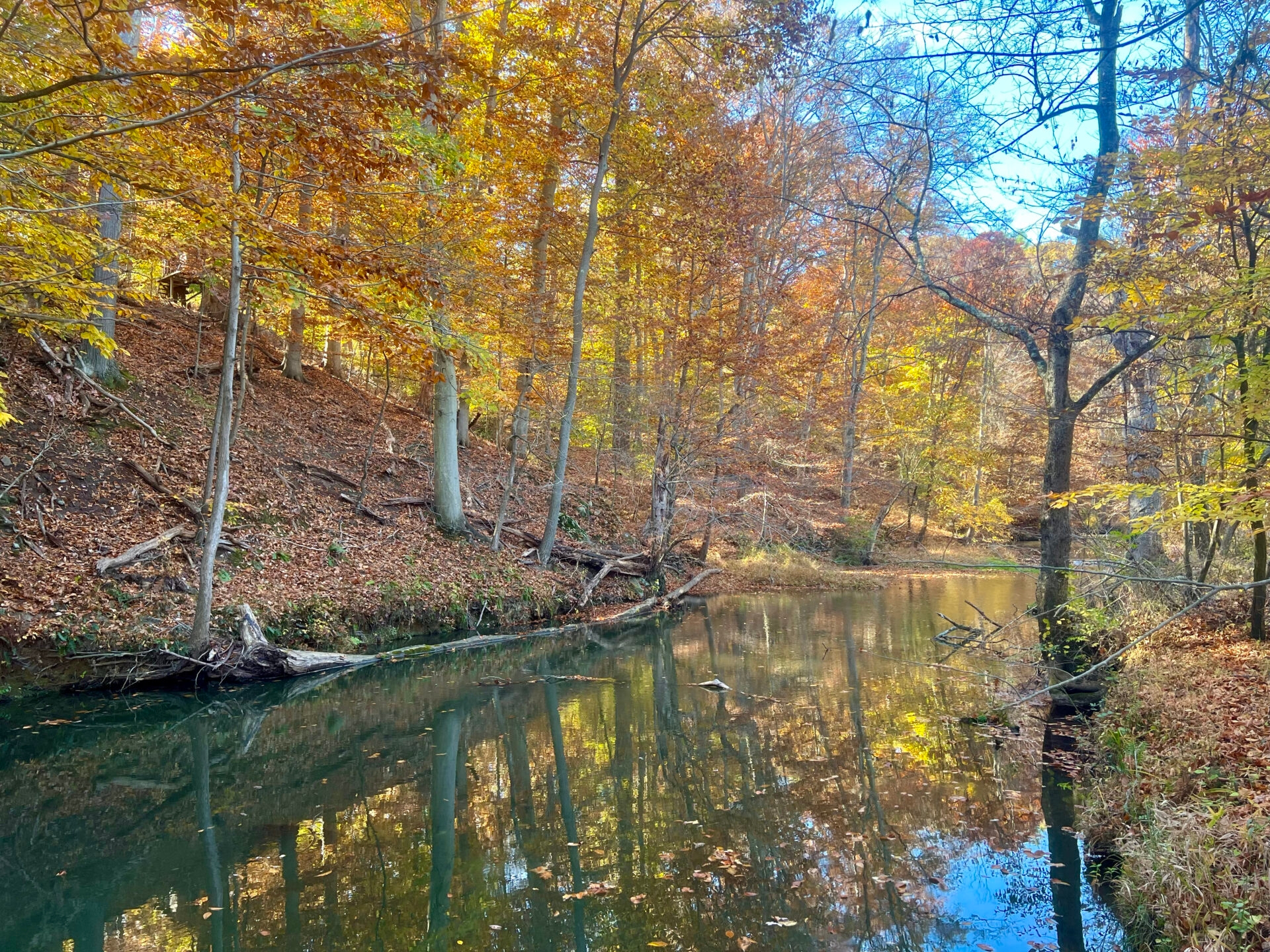 trees with orange and yellow leaves lining the bank of a creek - Trees line the banks of Crum Creek as it winds through Hildacy Preserve in fall.
