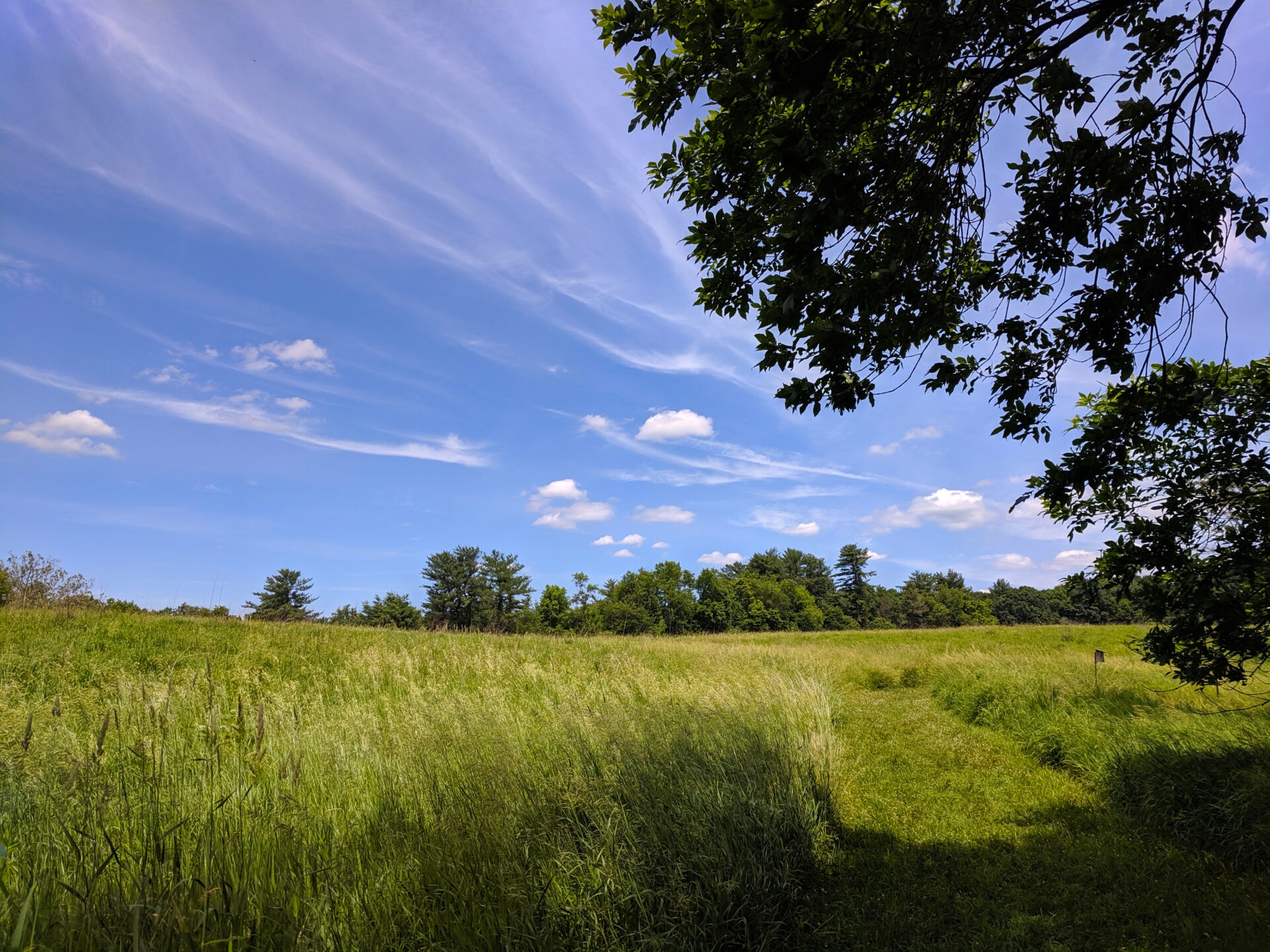 A mown path through a grassy meadow with a blue sky and some trees - A mown path through a grassy meadow with a blue sky at Hildacy Preserve in summer.
