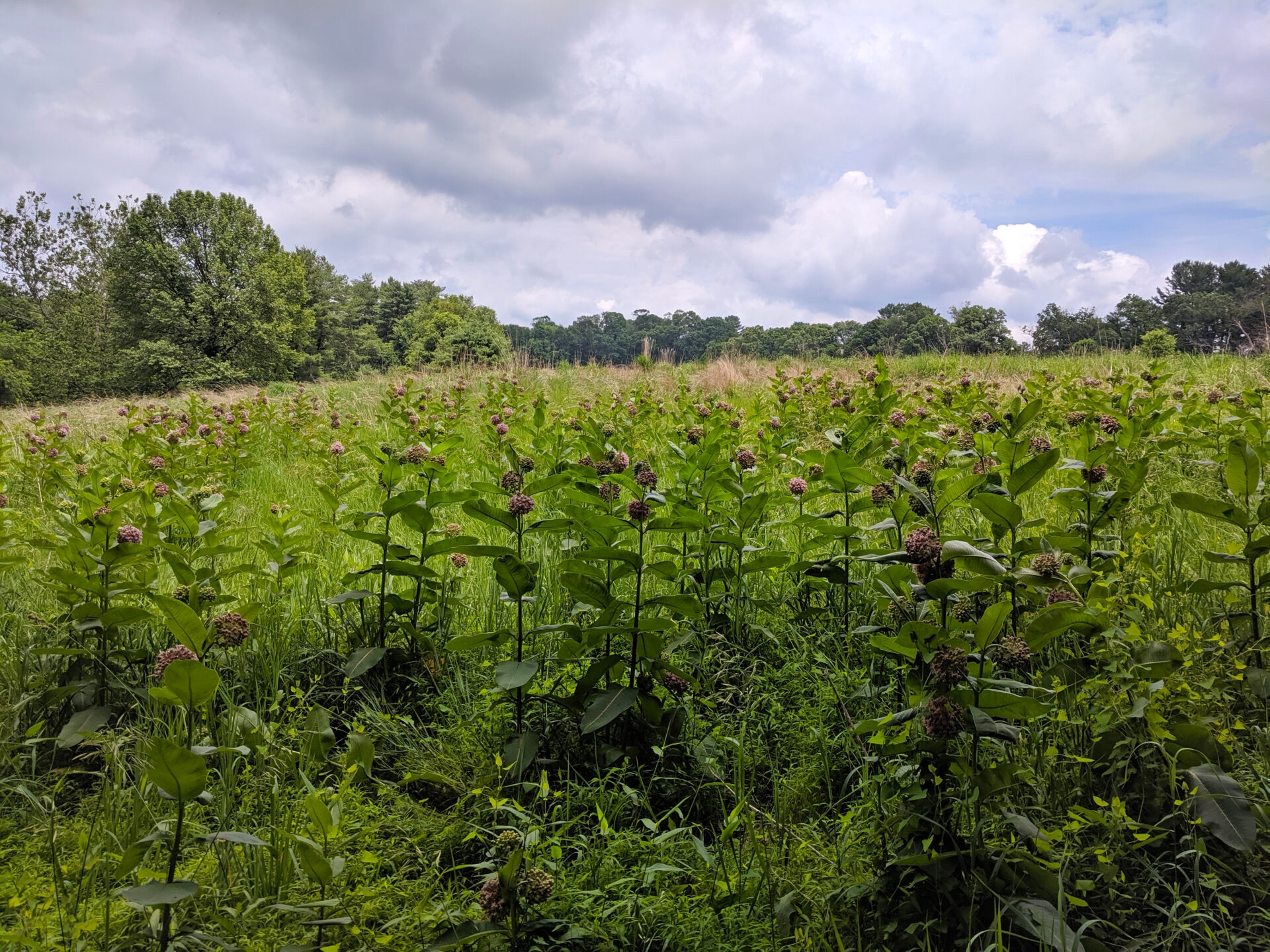 pink pom-pom-like blooms on several plants in a meadow with a cloudy sky - Common milkweed (Asclepias syriaca) blooming in the meadow on a cloudy day at Hildacy Preserve in summer.
