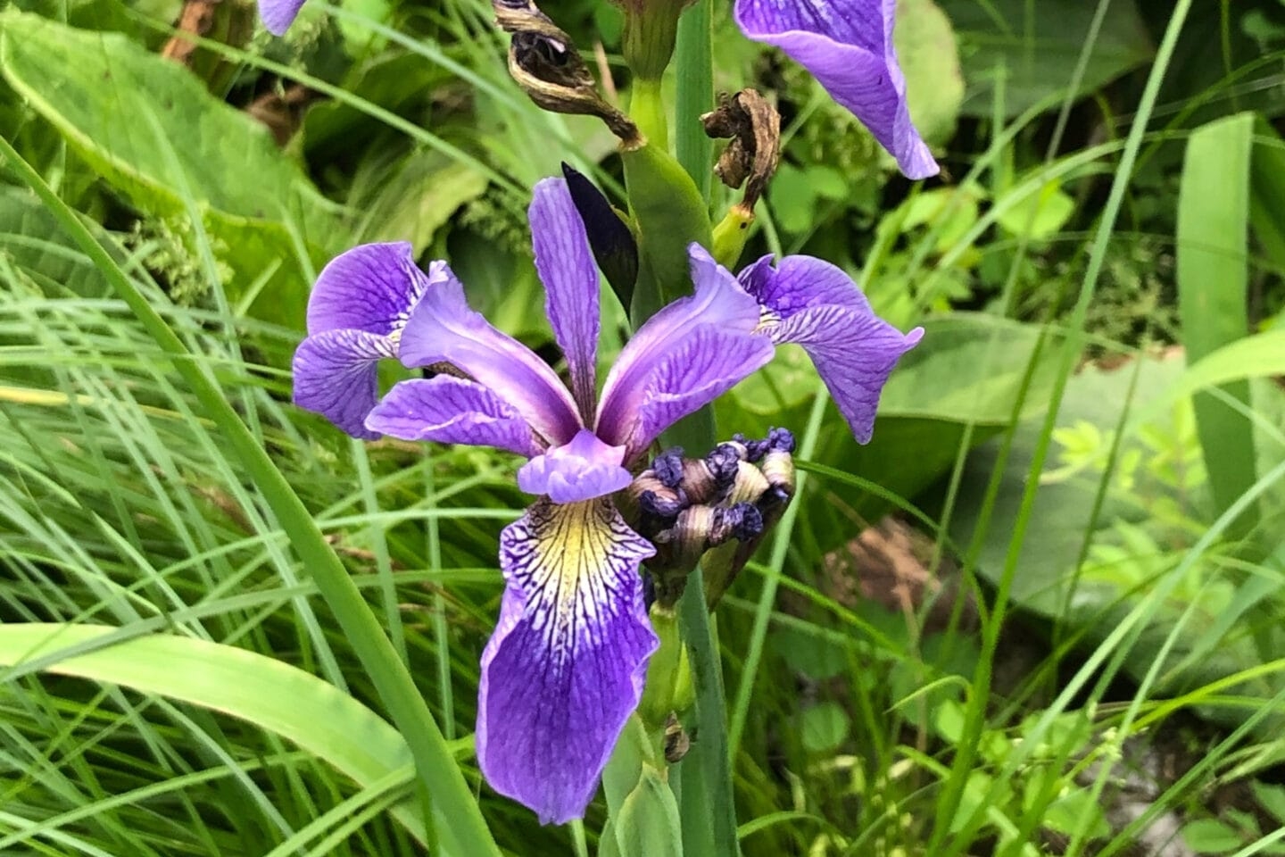 Purple wildflower blooms