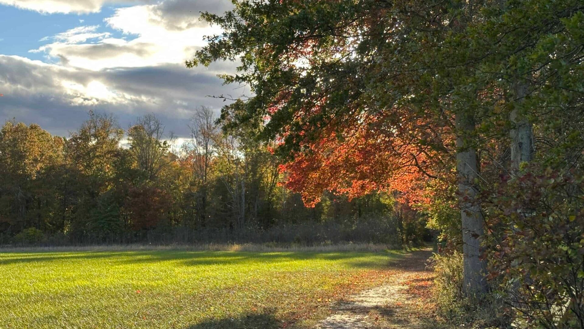 Red maple in fall color backlit by the sun over a foot path.