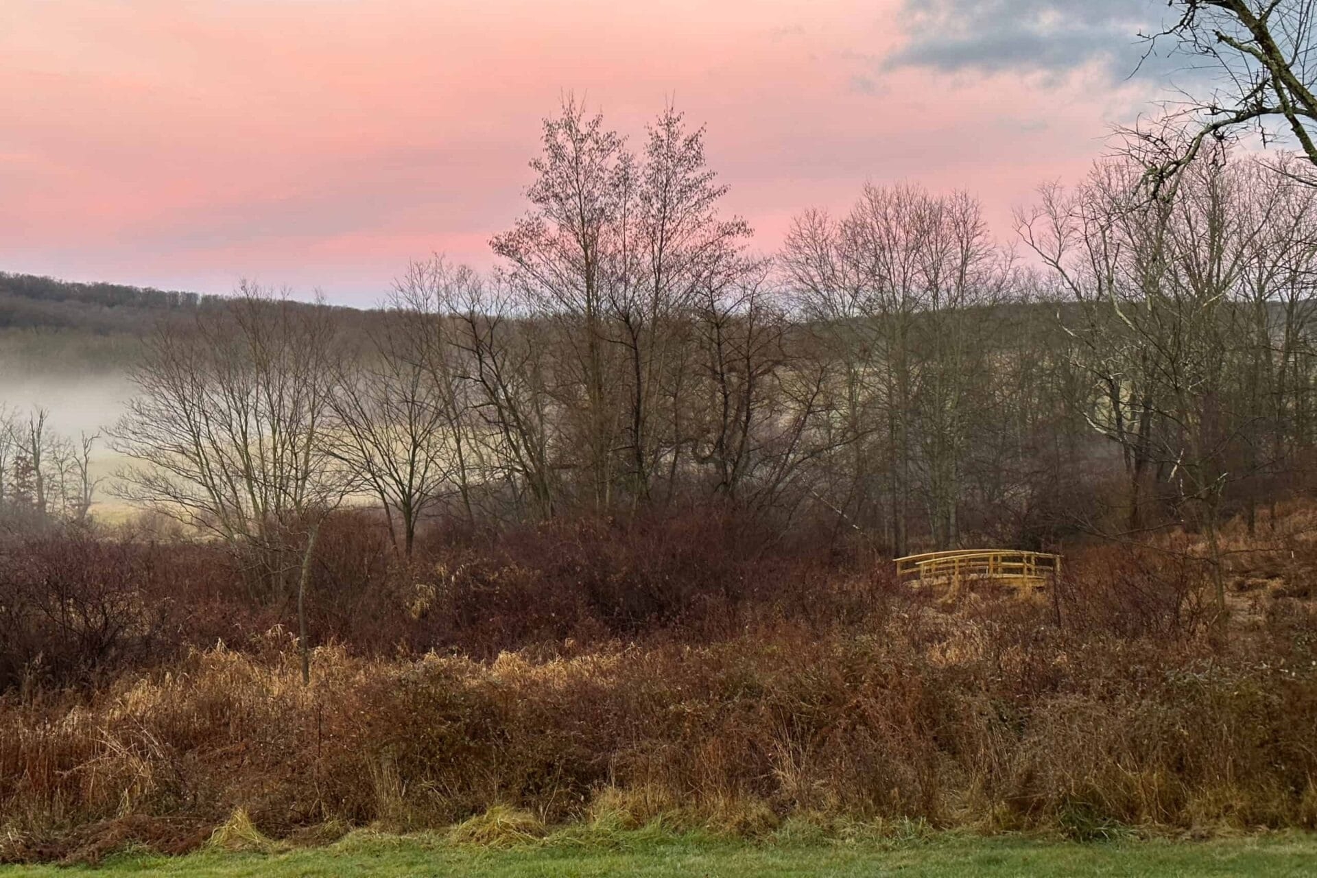 Early morning landscape of trees, meadow, and fog
