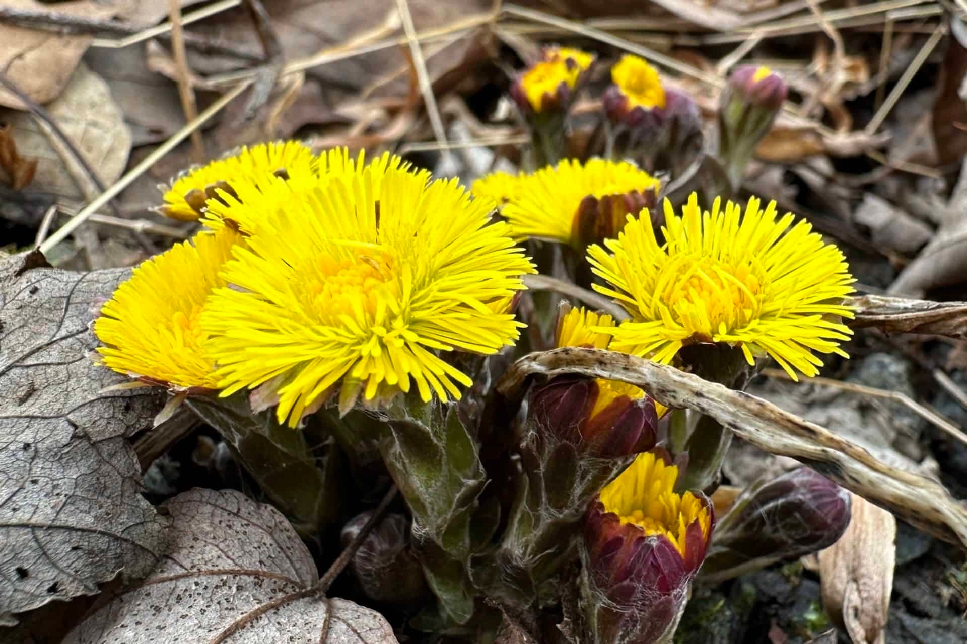 Dandelion-like flowers of coltsfoot in early spring