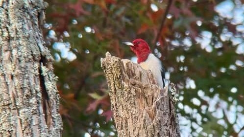 Red-headed Woodpecker poking above a broken tree trunk.