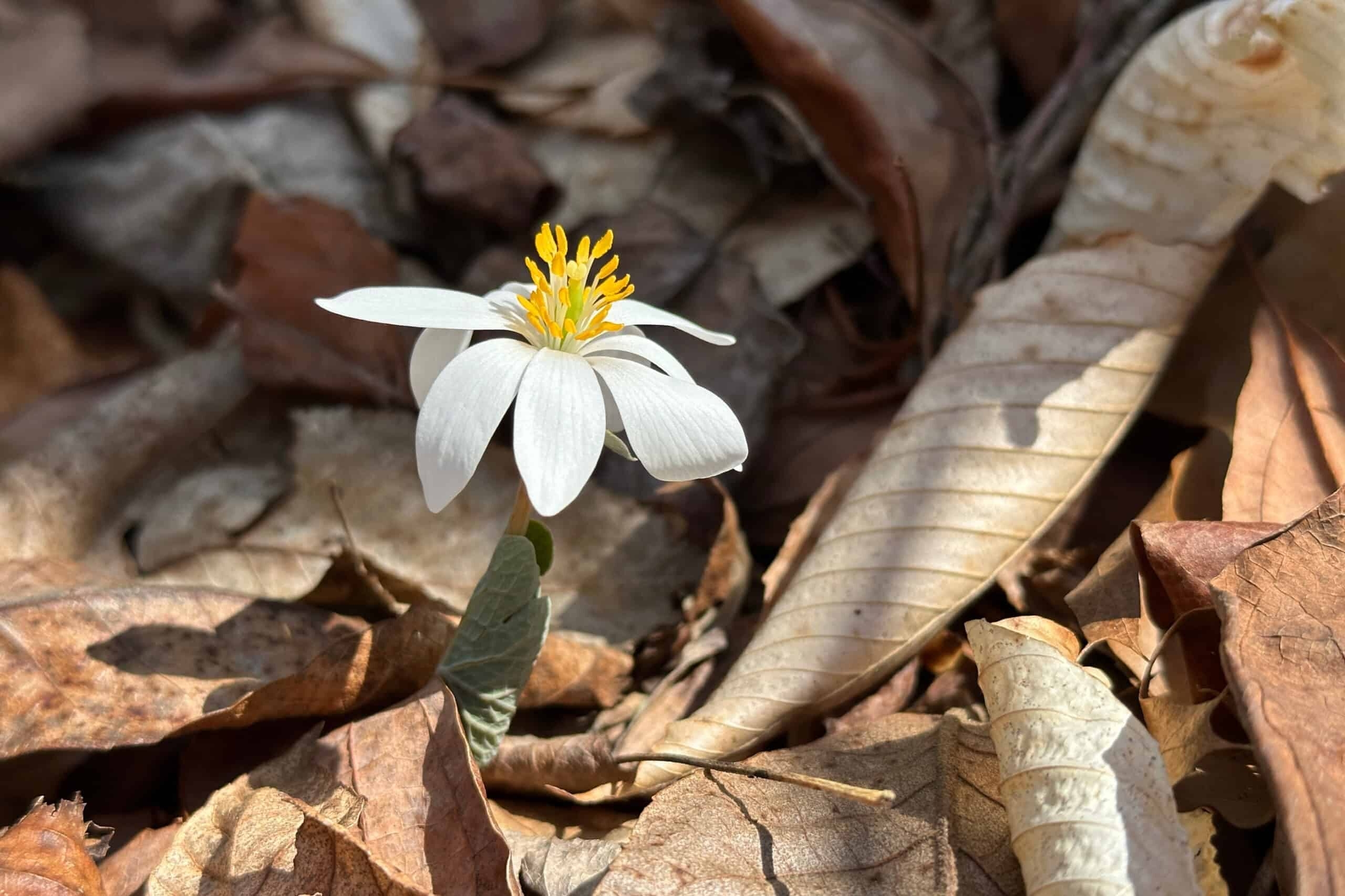 Bloodroot wildflower (white flower with yellow center) grows amidst dead leaves on the forest floor