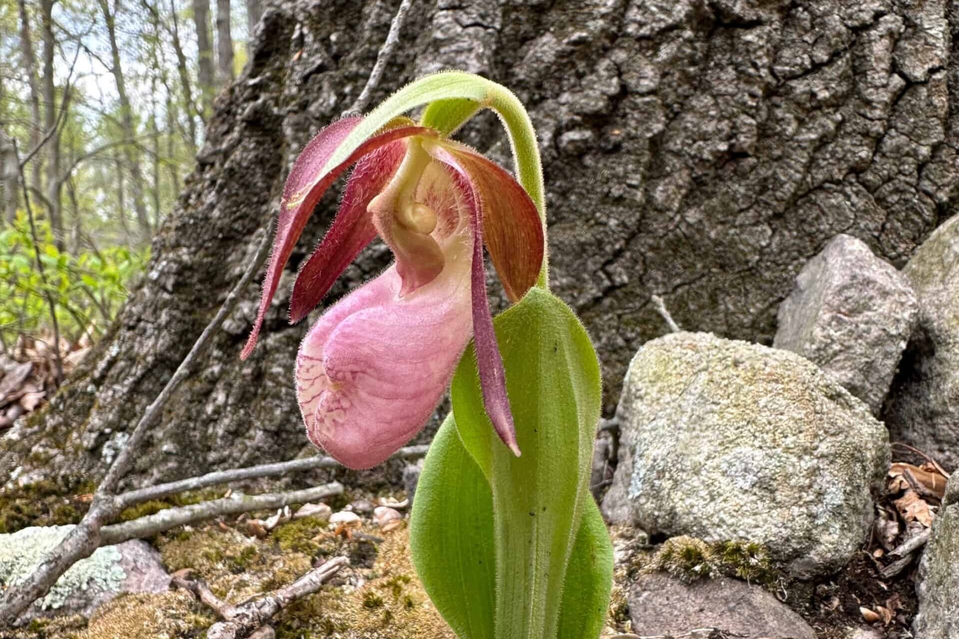 Bladder-like flower of pink ladies' slipper