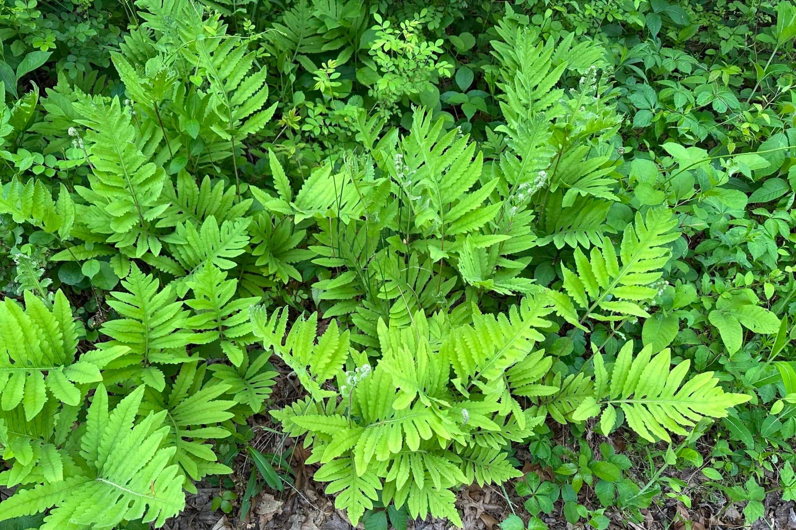 Flat fronds of sensitive fern