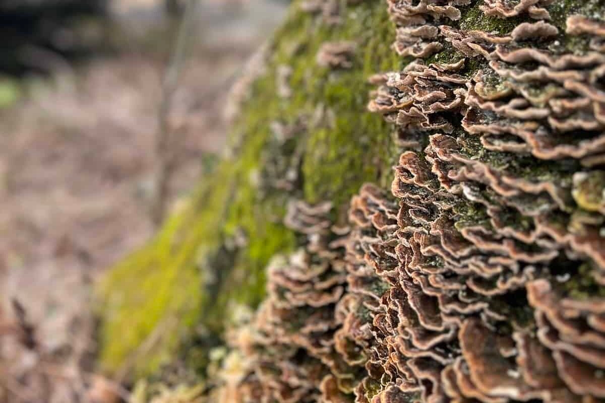 A up-close view of fungi growing on a tree.