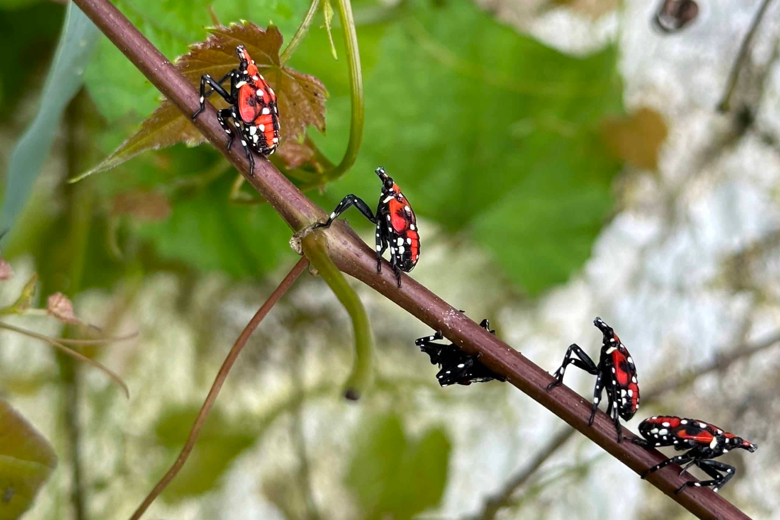 Spotted lanternfly juvenile insects on grapevine