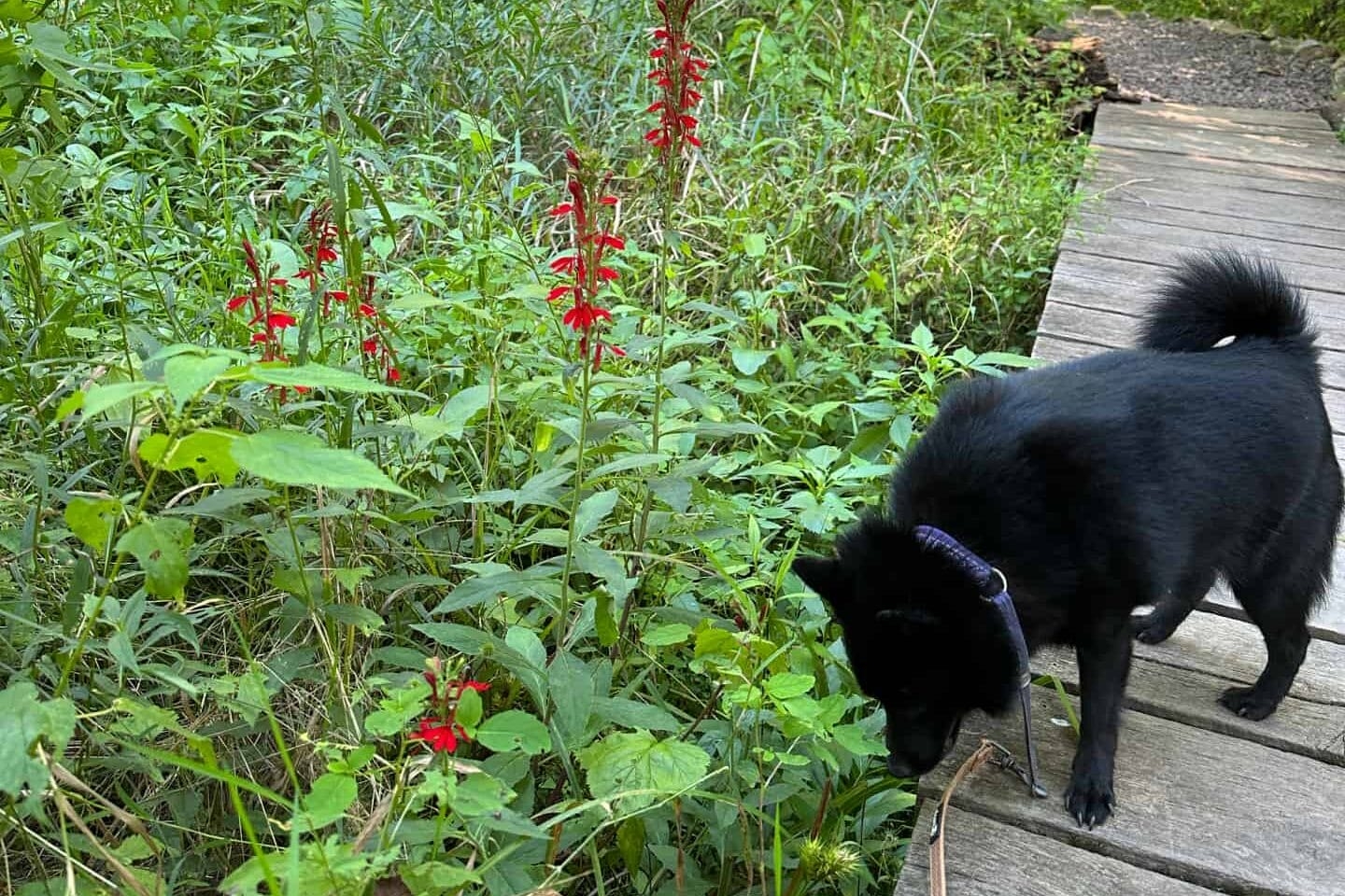 Small black dog sniffing plants including cardinal flower, from a boardwalk
