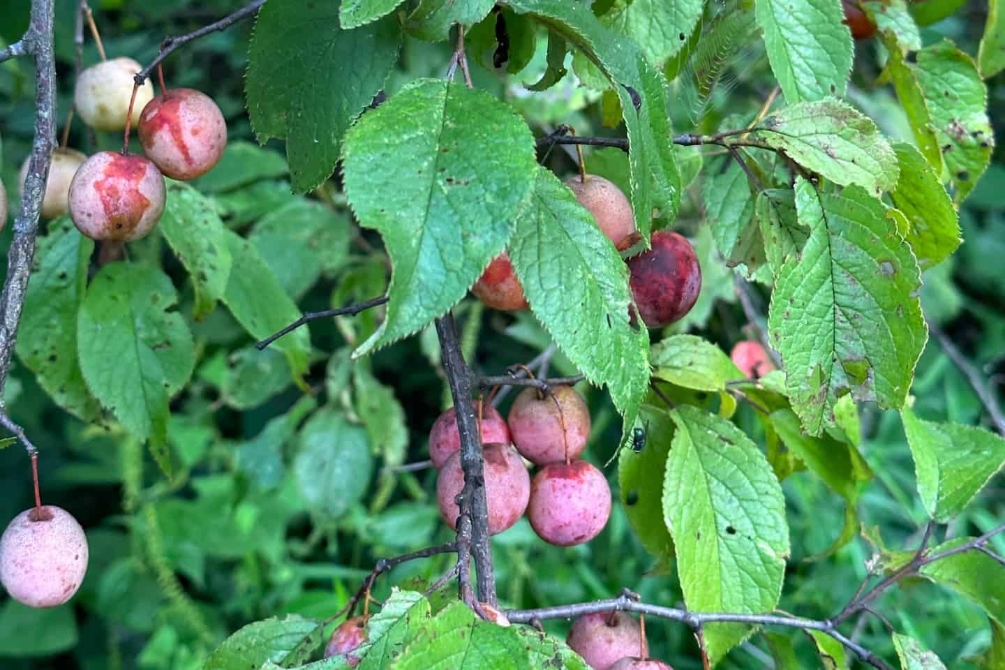 Fruit of American plum