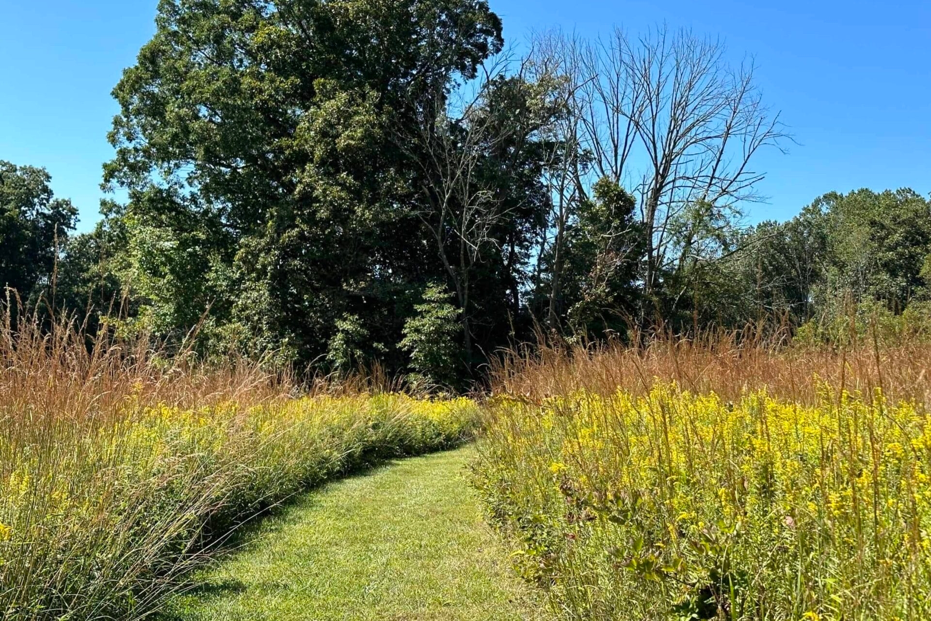 A trail mowed through a meadow curves gently around a grove of trees