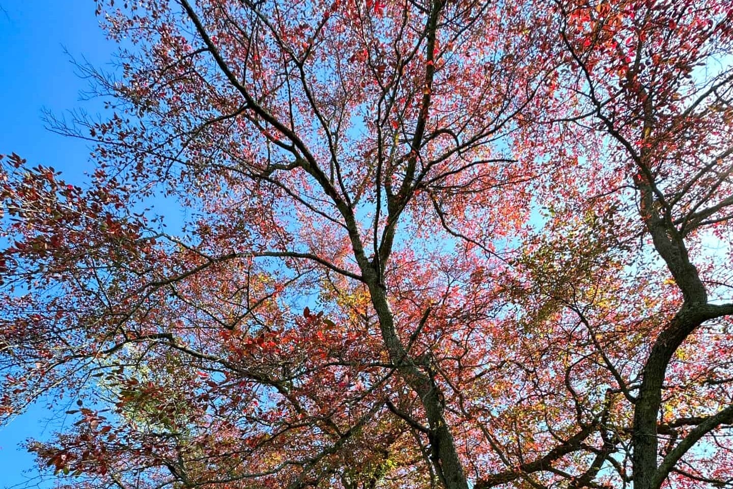 Red fall color in a grove of black gum trees