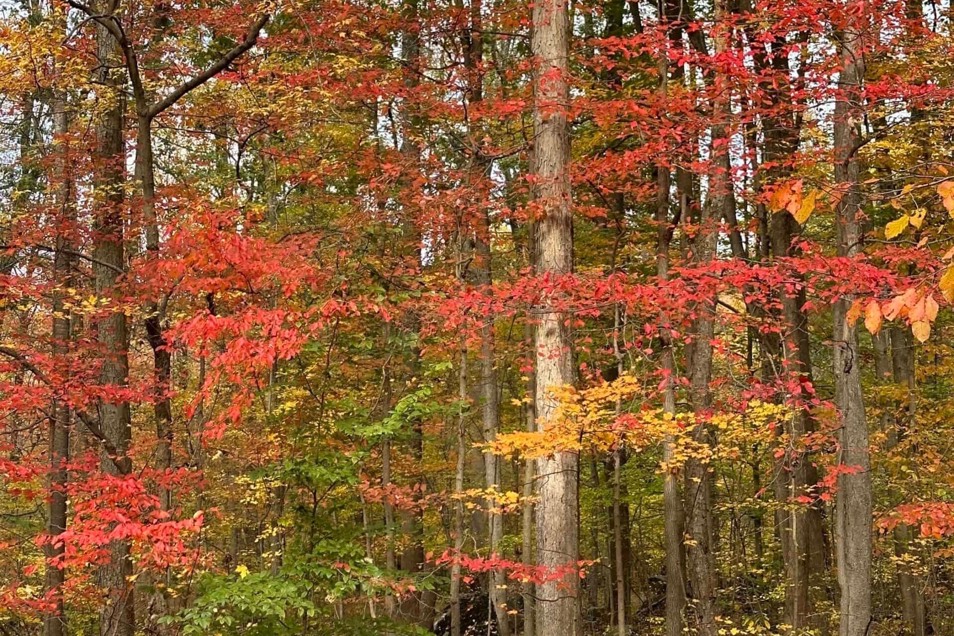 Forest trees in fall