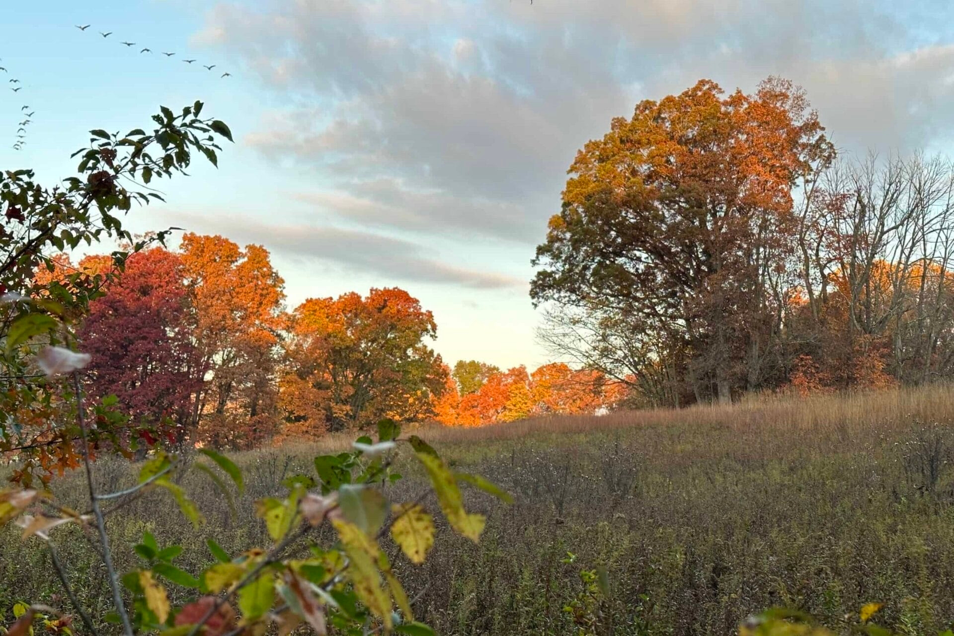 A meadow with trees in the background in fall.