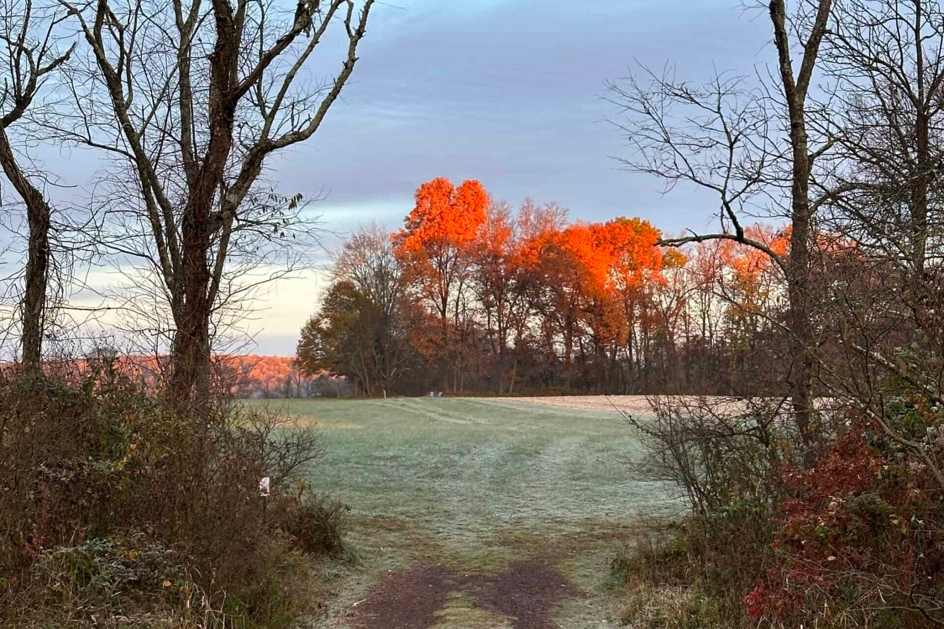 Early morning sunshine lights the tops of trees in late fall