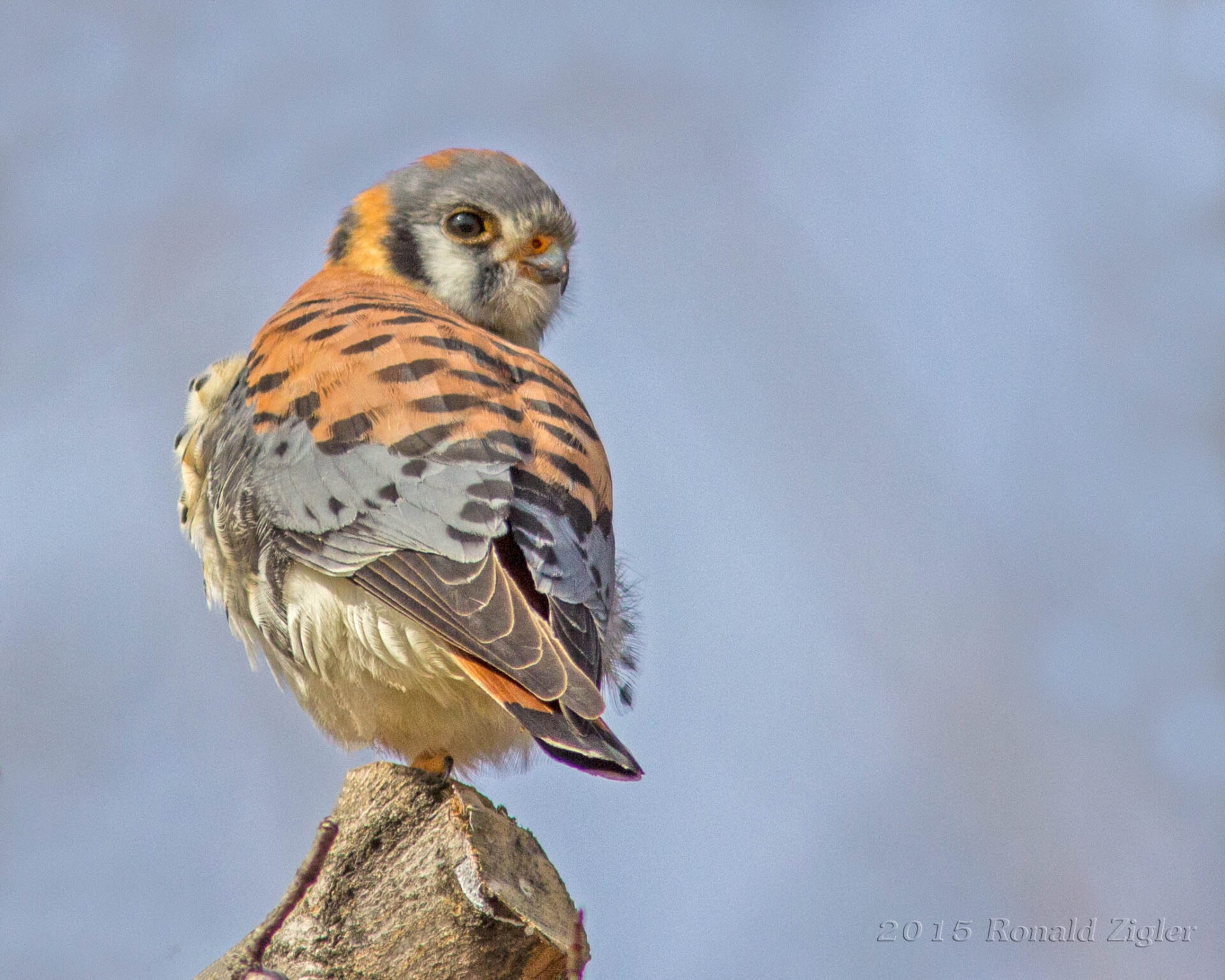 a bird with oranges, blues, and large black spots perched on a wood log turning its head around to look at the camera