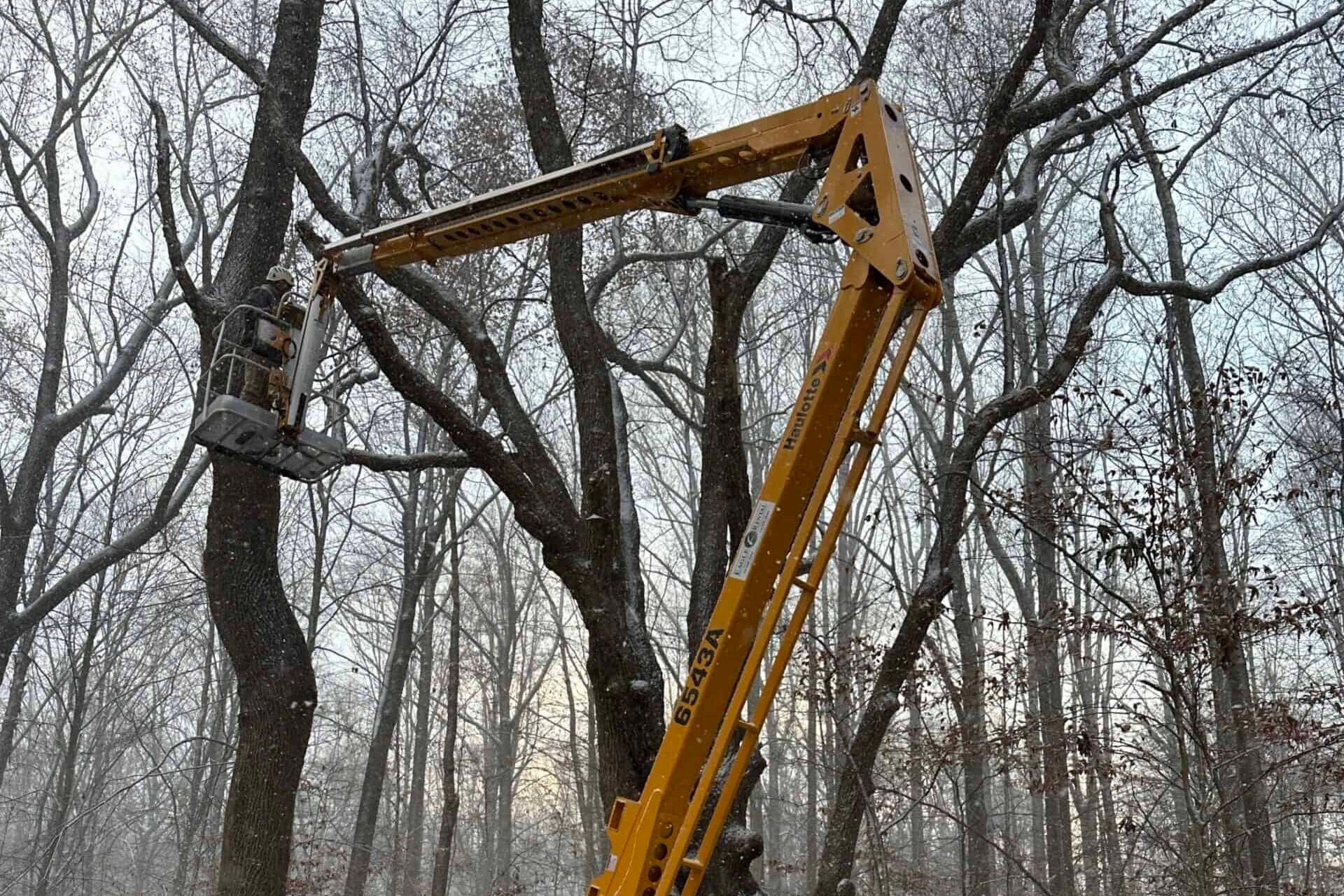 Large tree being pruned of dead limbs using an aerial lift