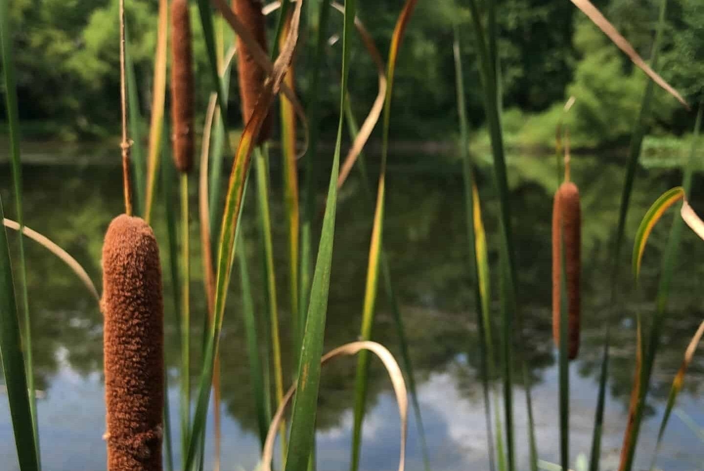 Spiky brown and green cattails growing from the water