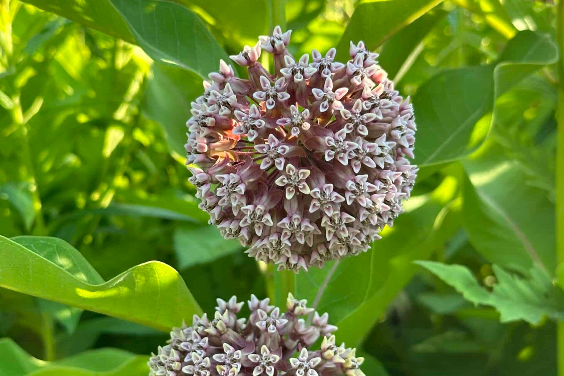Ball-shaped clusters of pink flowers of milkweed.