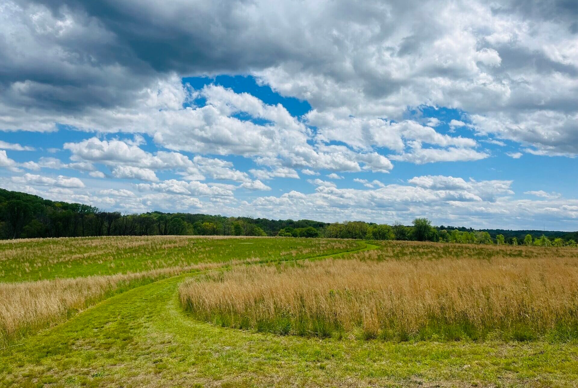 a winding grassy trail leading through a field of tall grass with a blue sky and fluffy clouds - A mown trail winding through a field at Peacedale Preserve in spring, with a bright, blue sky and fluffy clouds above.
