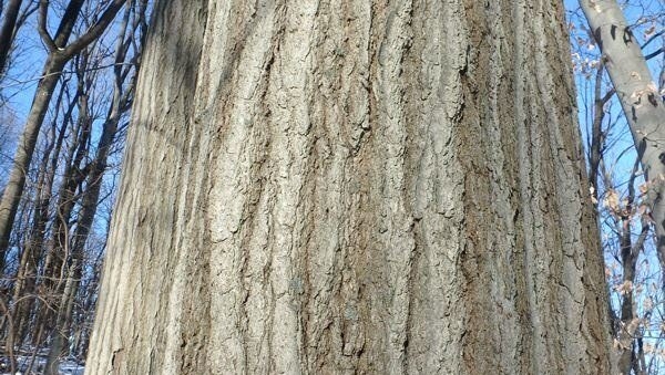 A close up of bark in winter on a tree
