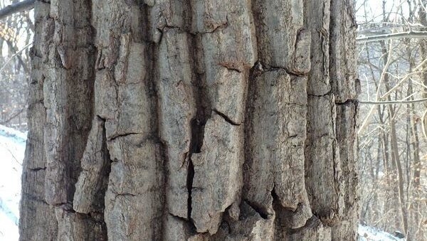 Close up of tree bark during the winter