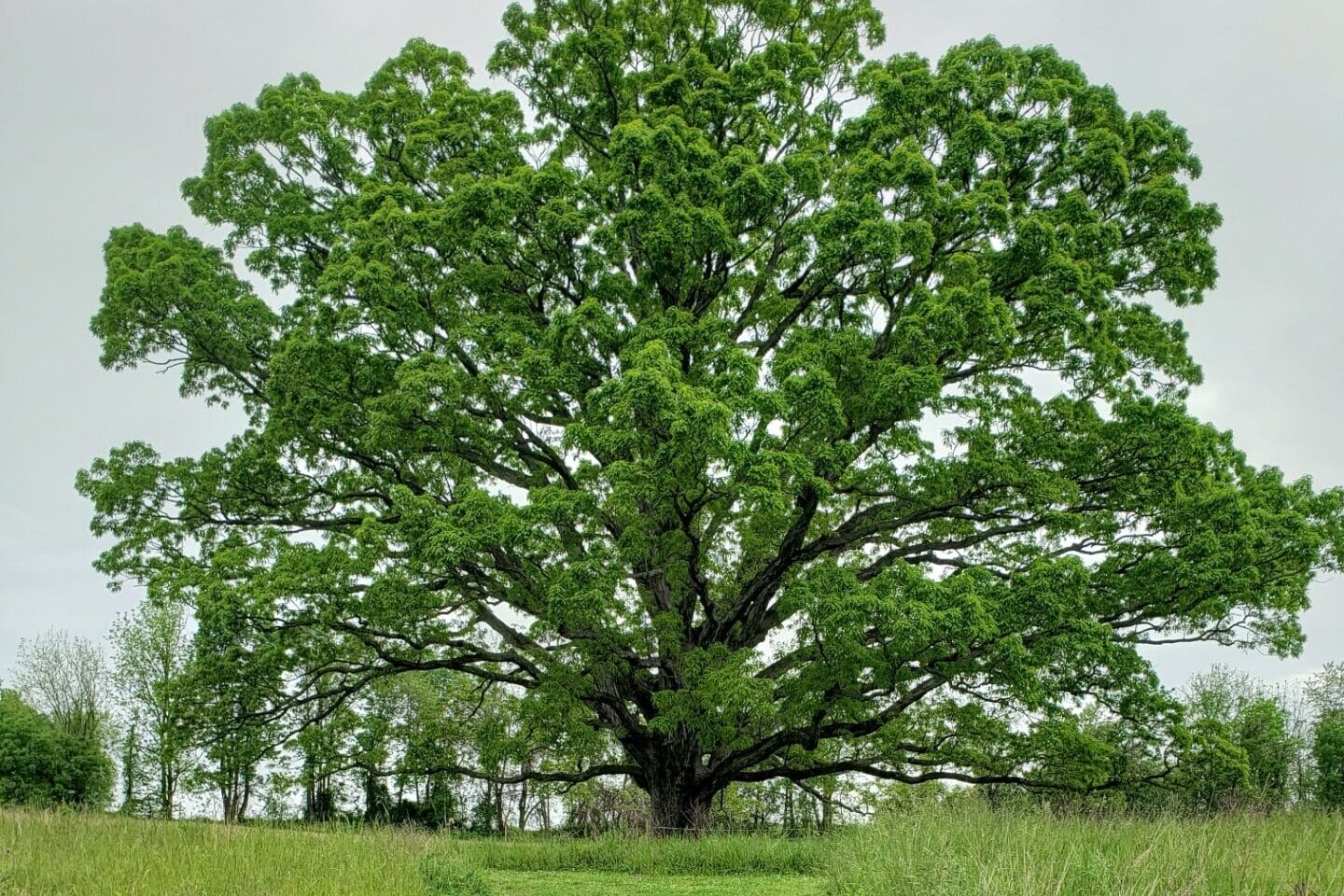 large Oak tree with full green leaves