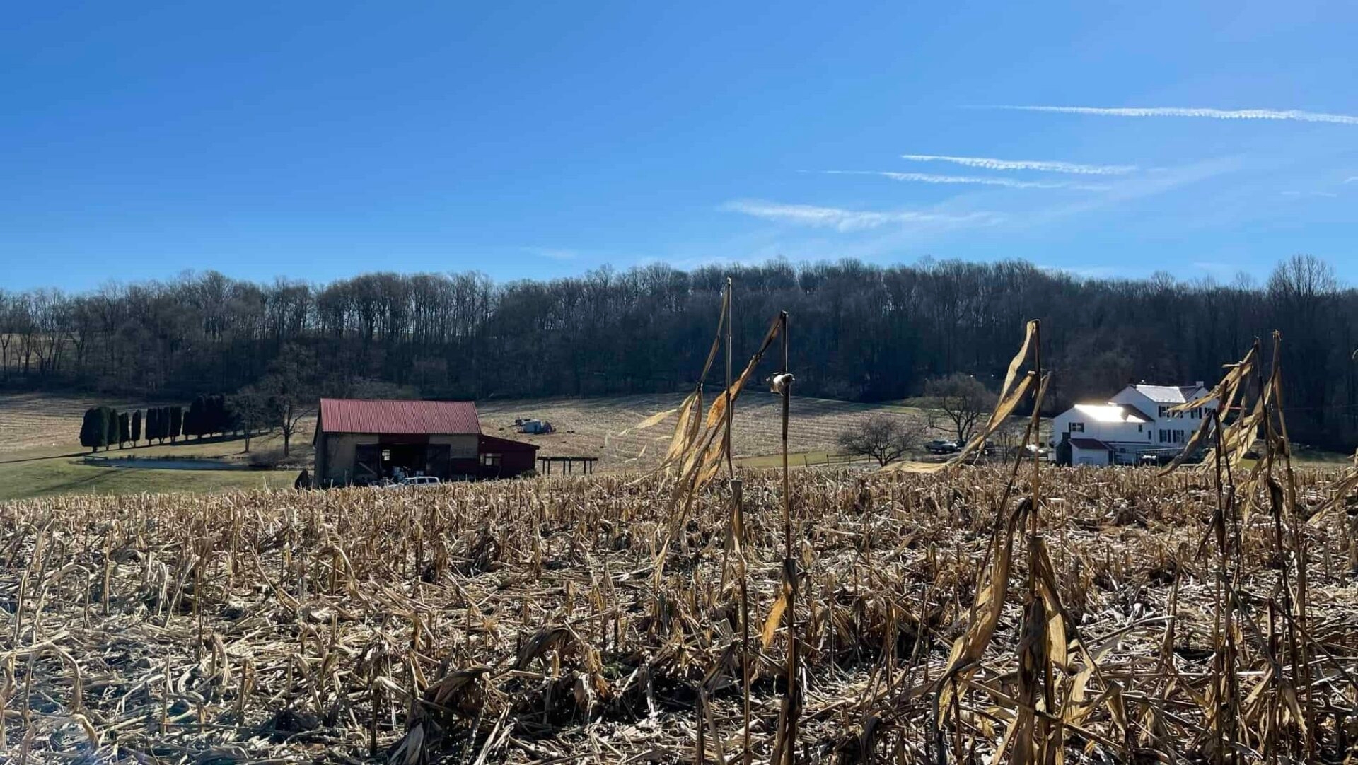 A farm field with barn and house in the background, with a bright blue sky