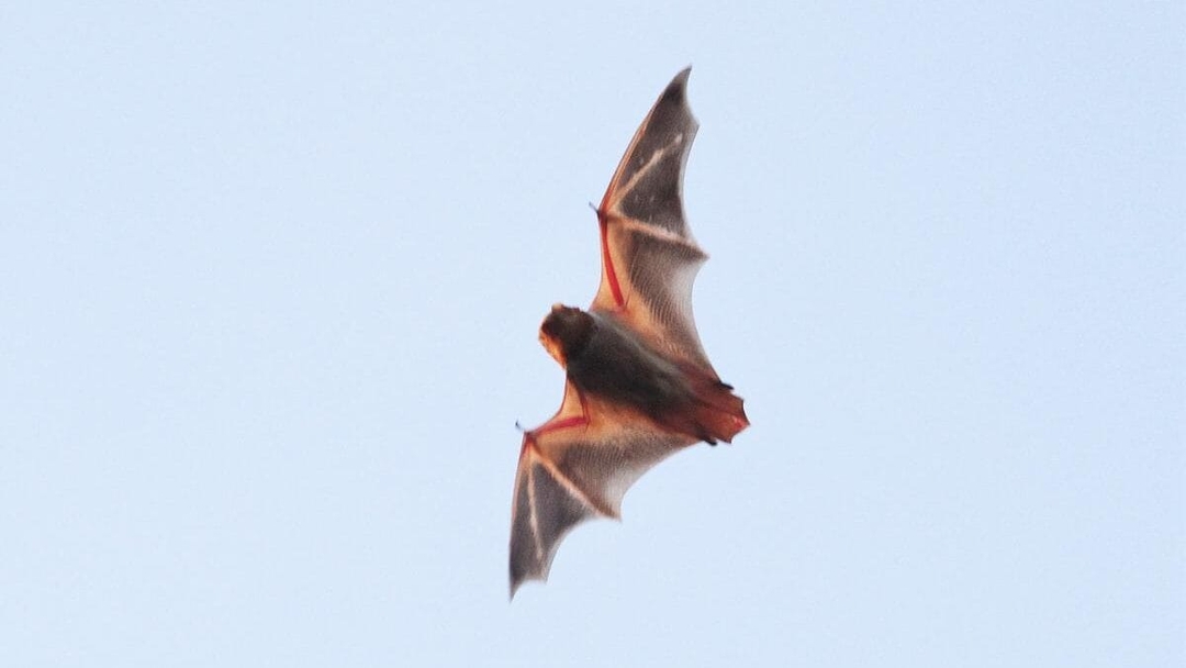 an eastern red bat swooping against a light blue sky